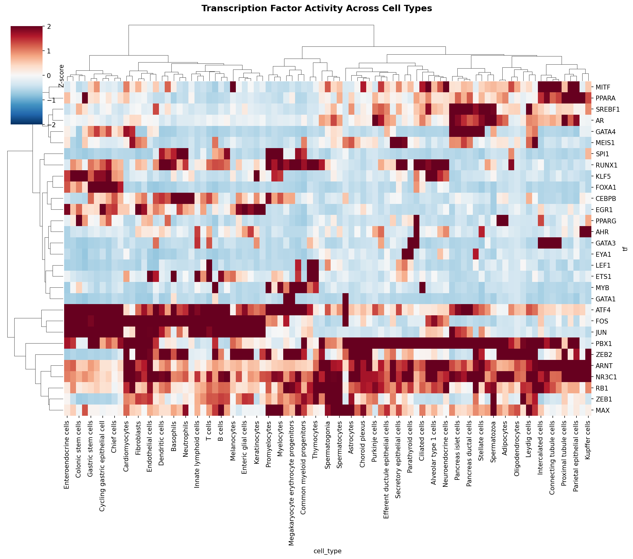 TF Activity Heatmap