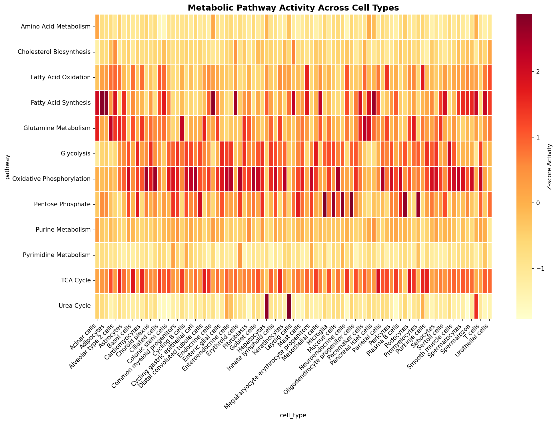 Metabolic Pathway Heatmap