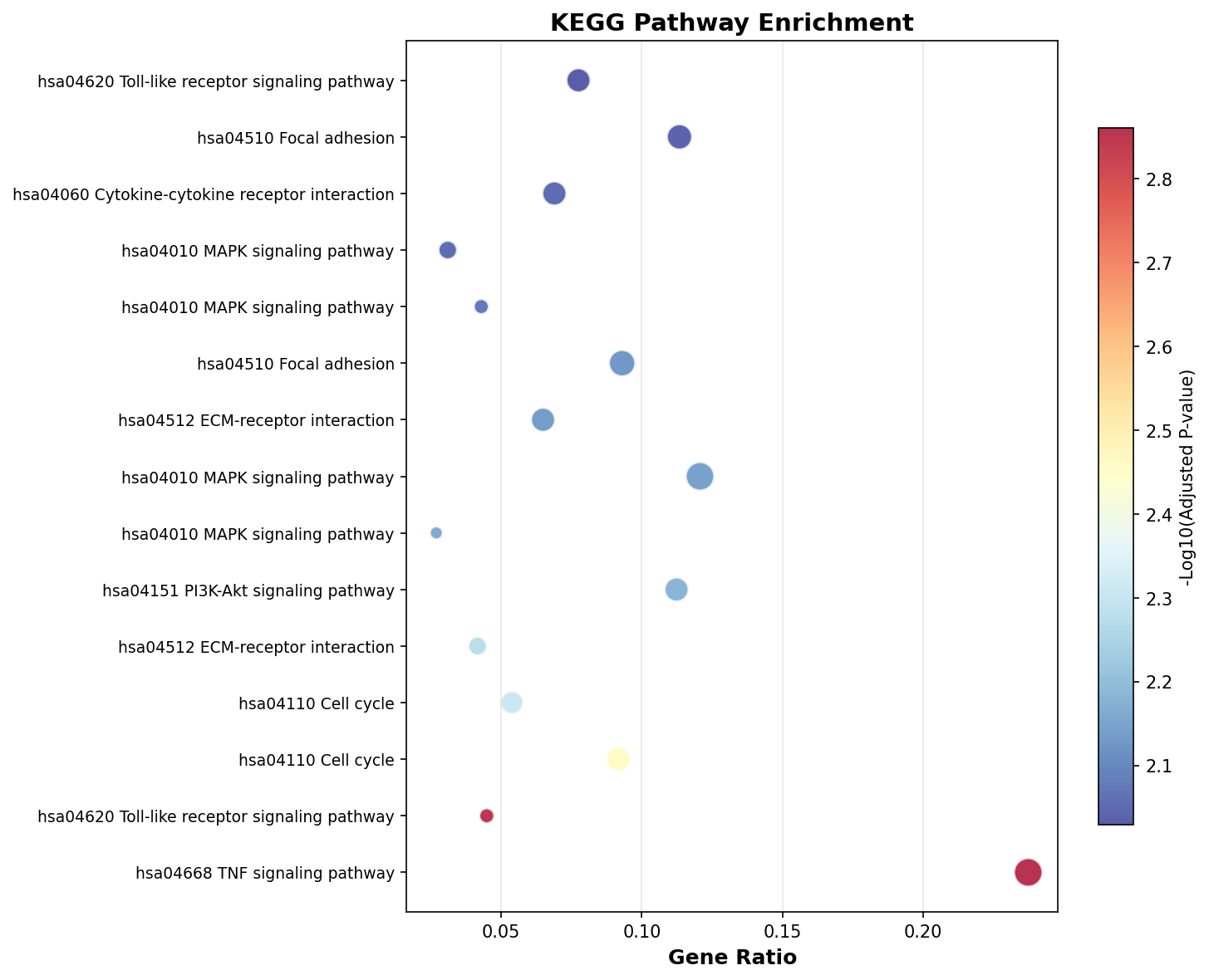 KEGG Enrichment