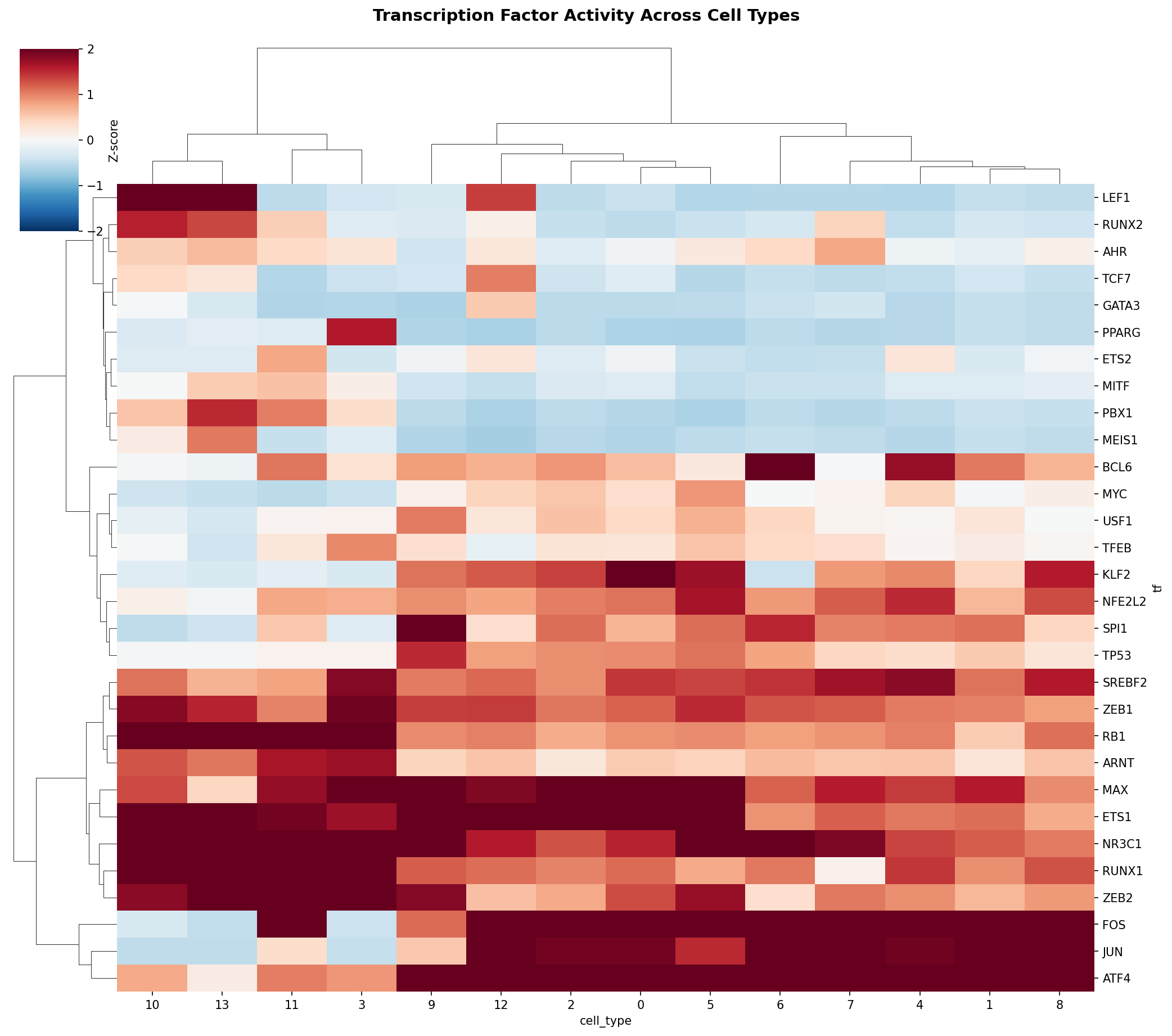 TF Activity Heatmap