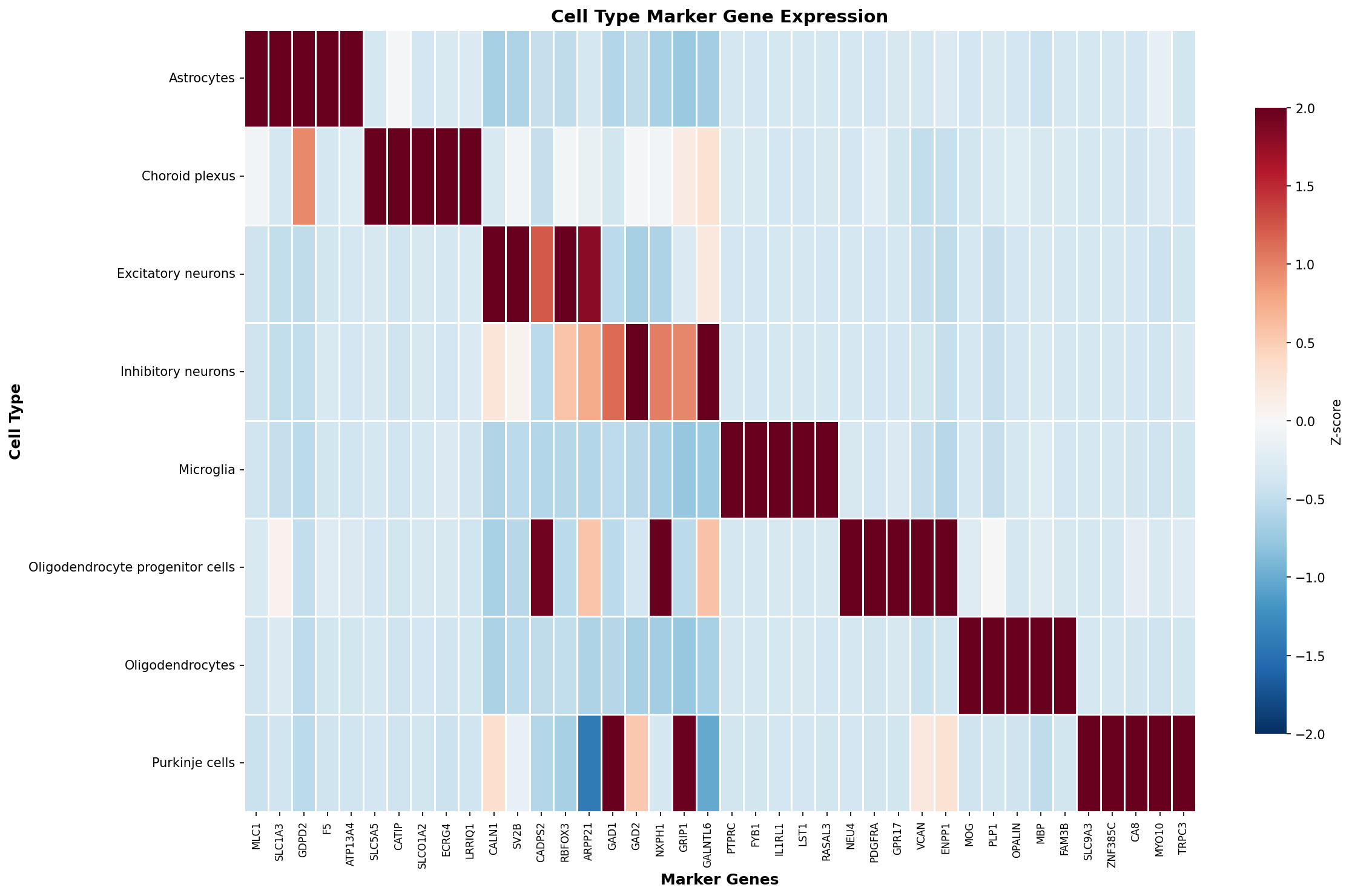 Marker Gene Heatmap
