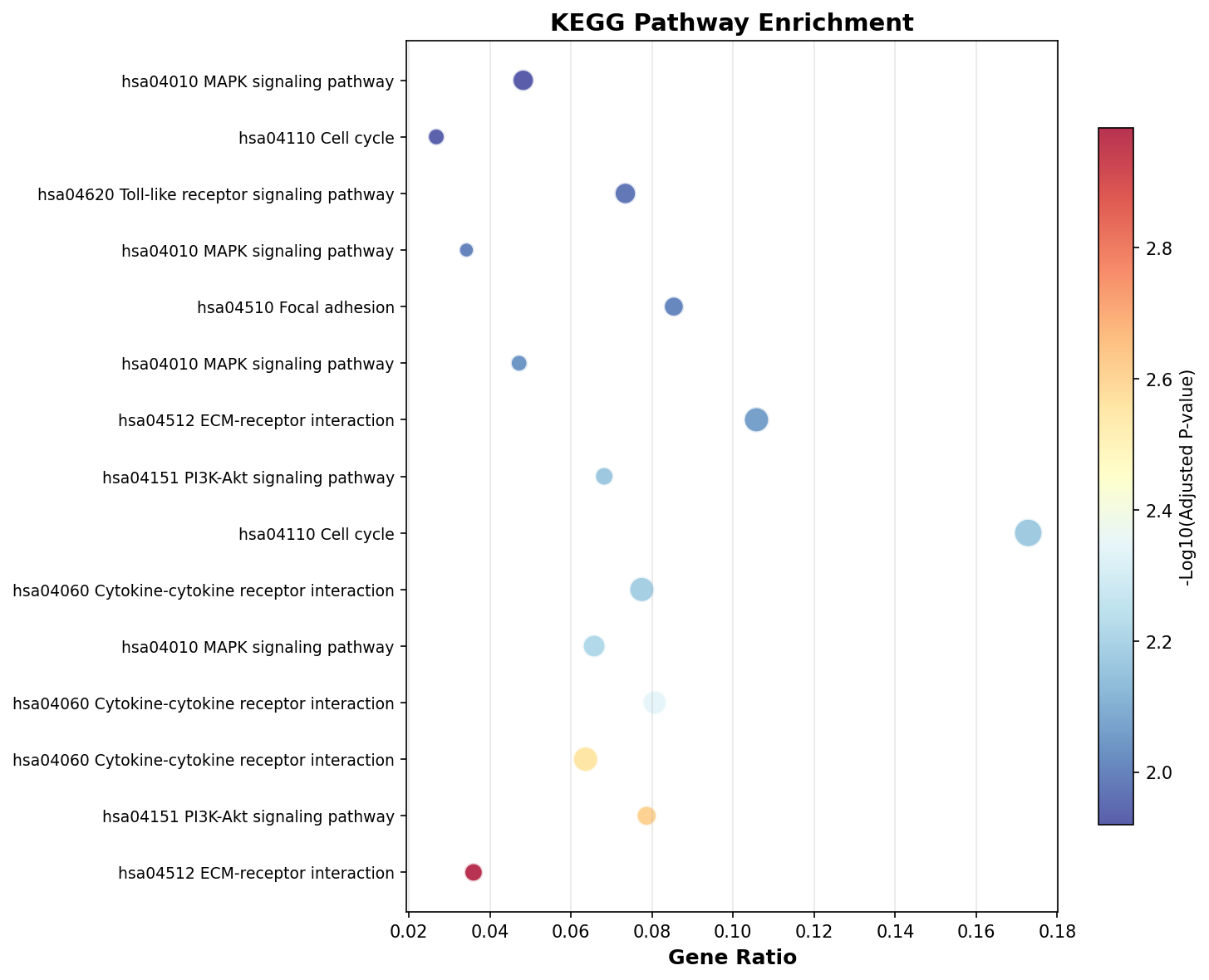 KEGG Enrichment