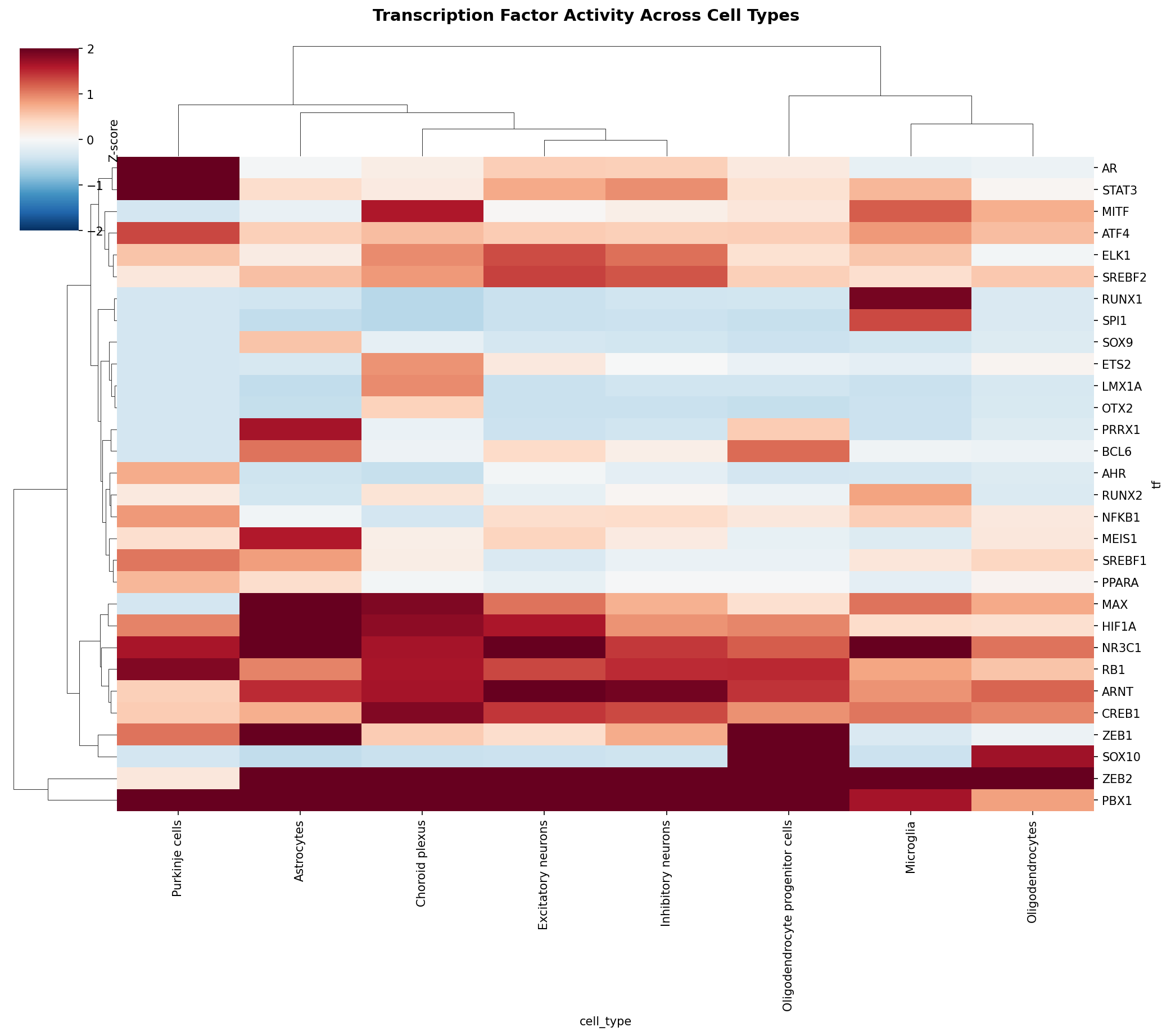 TF Activity Heatmap