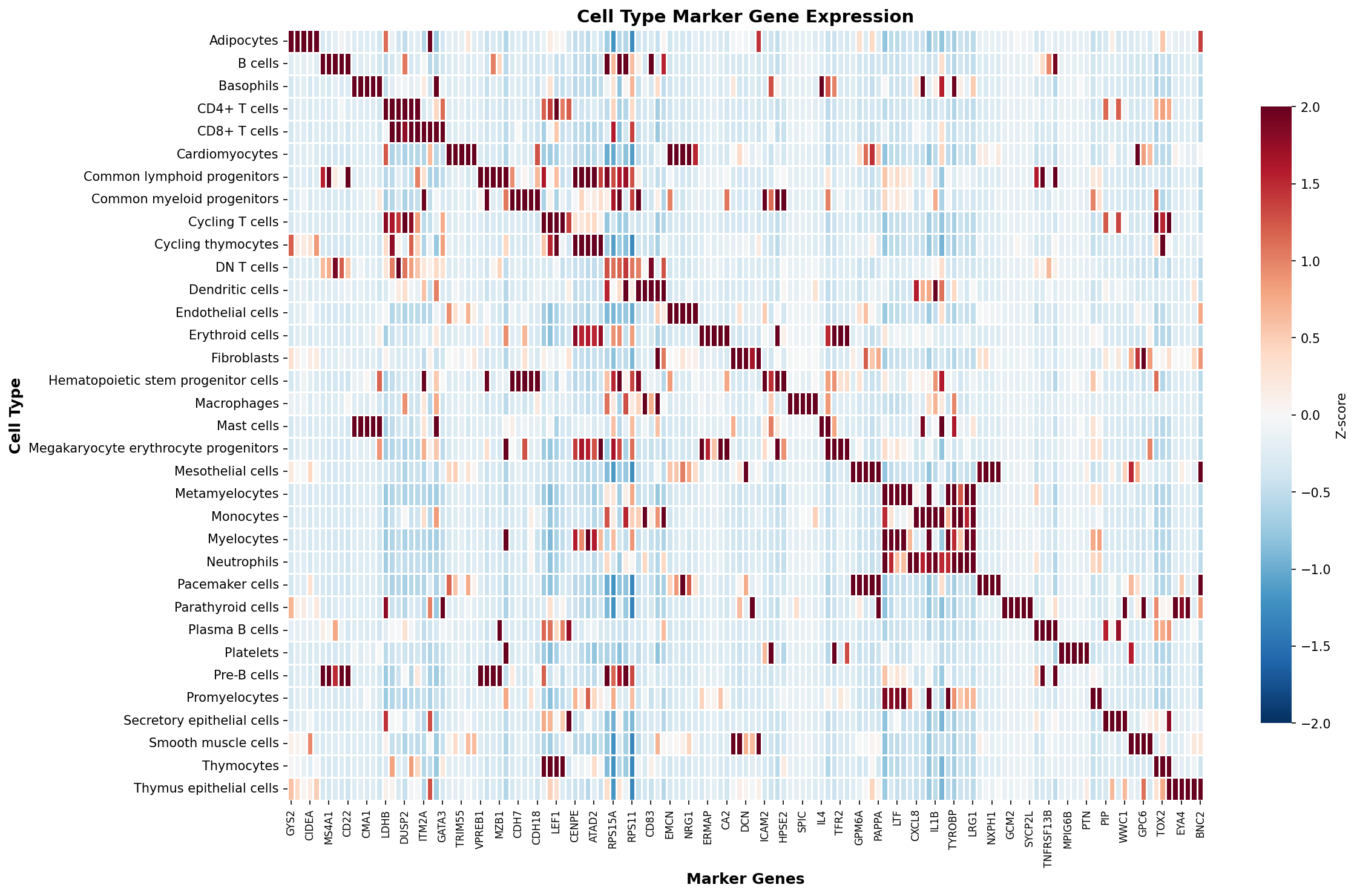 Marker Gene Heatmap