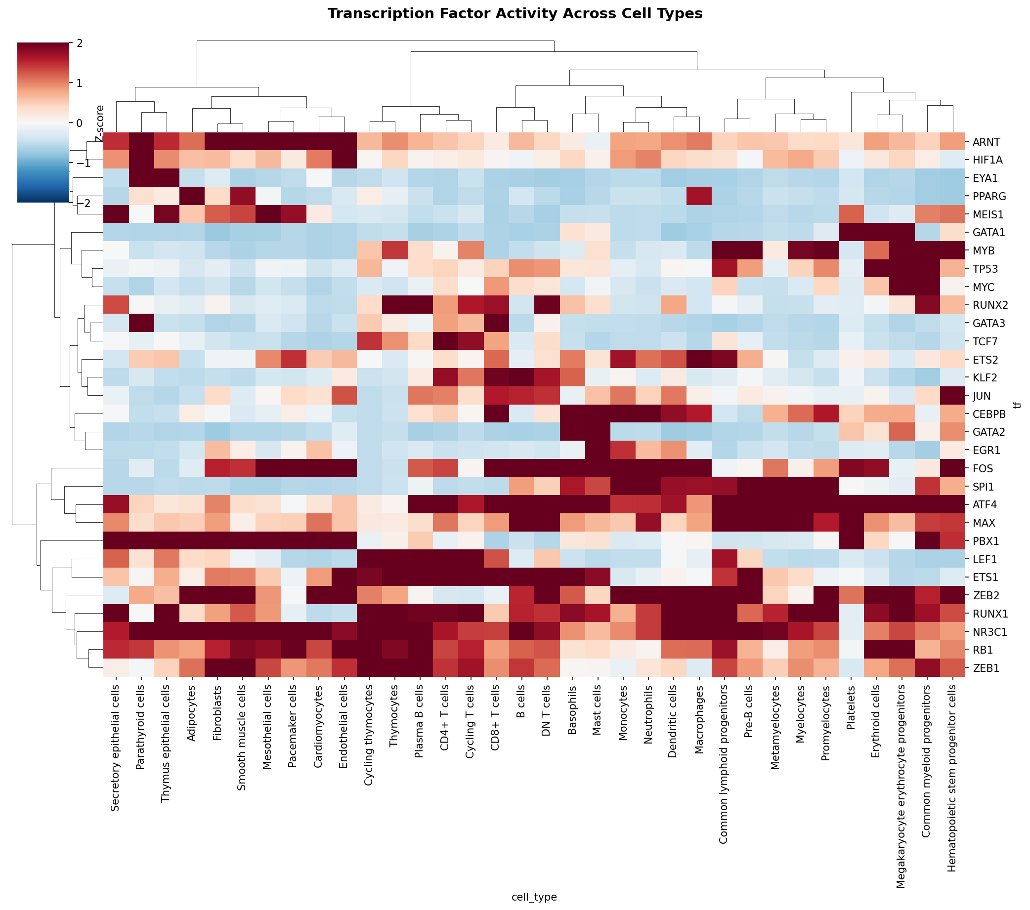TF Activity Heatmap
