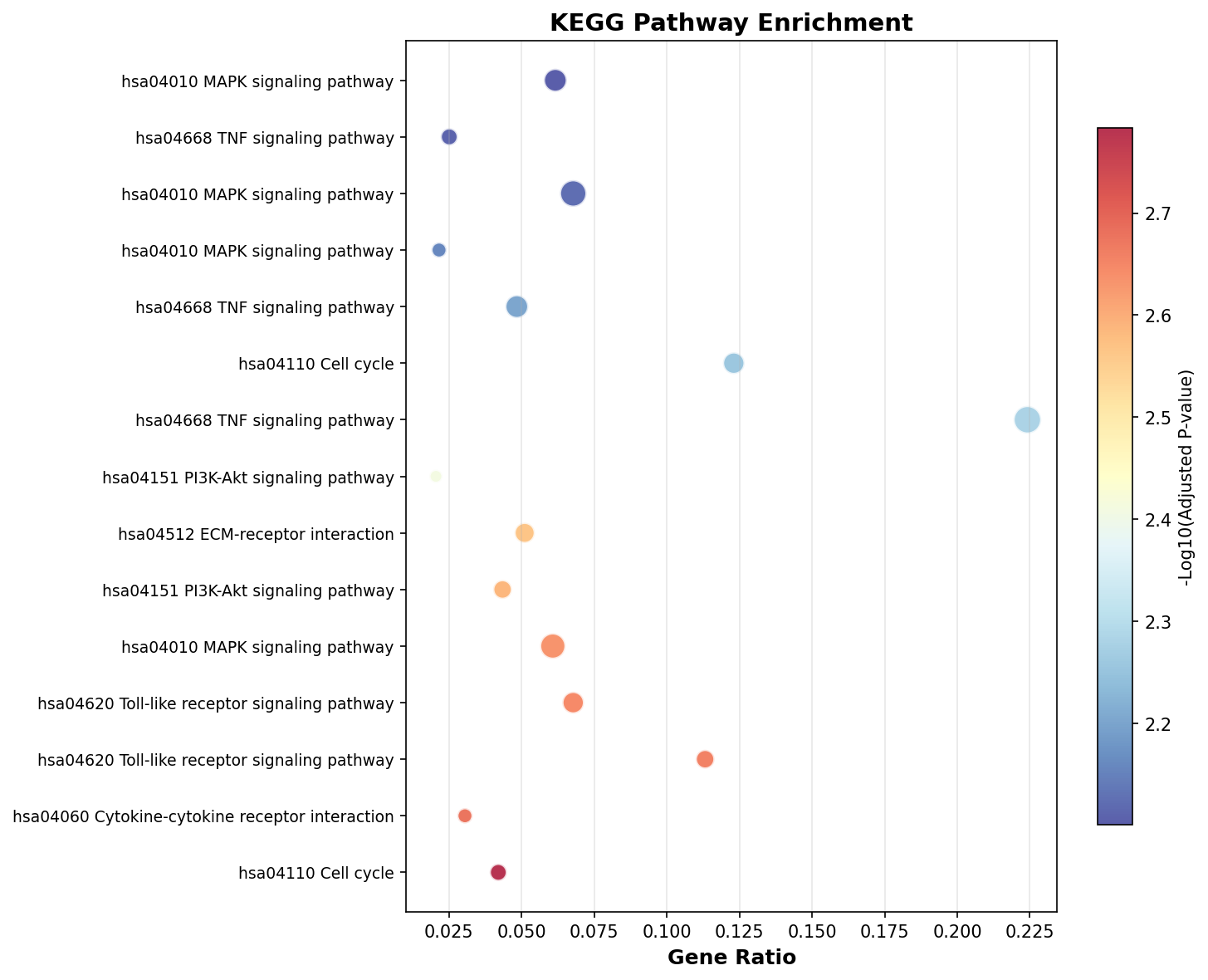 KEGG Enrichment