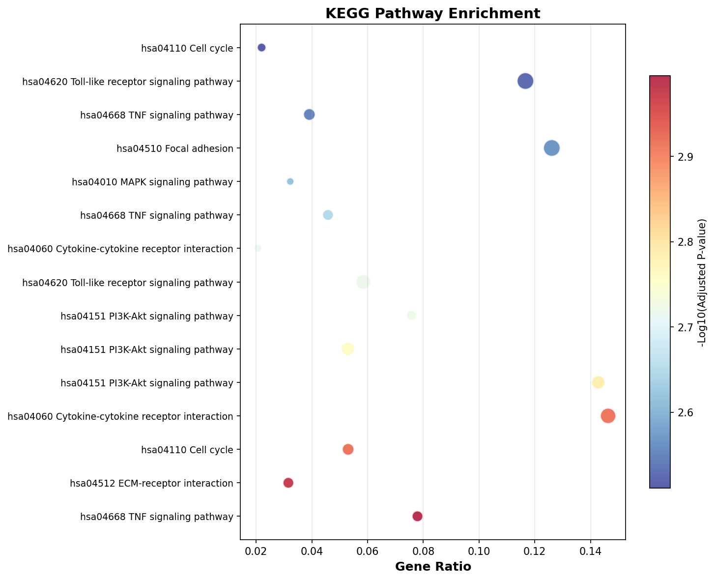 KEGG Enrichment