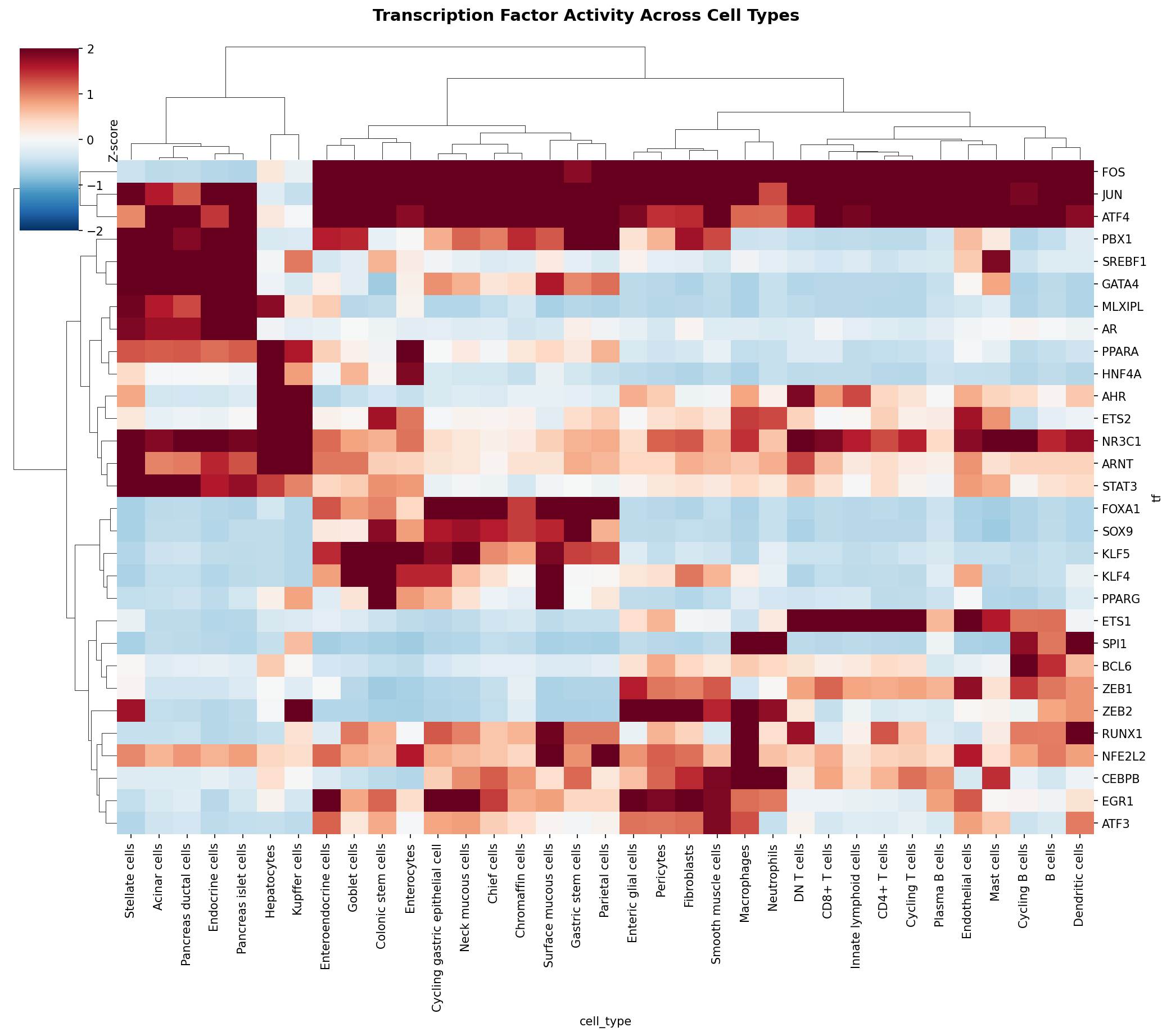 TF Activity Heatmap