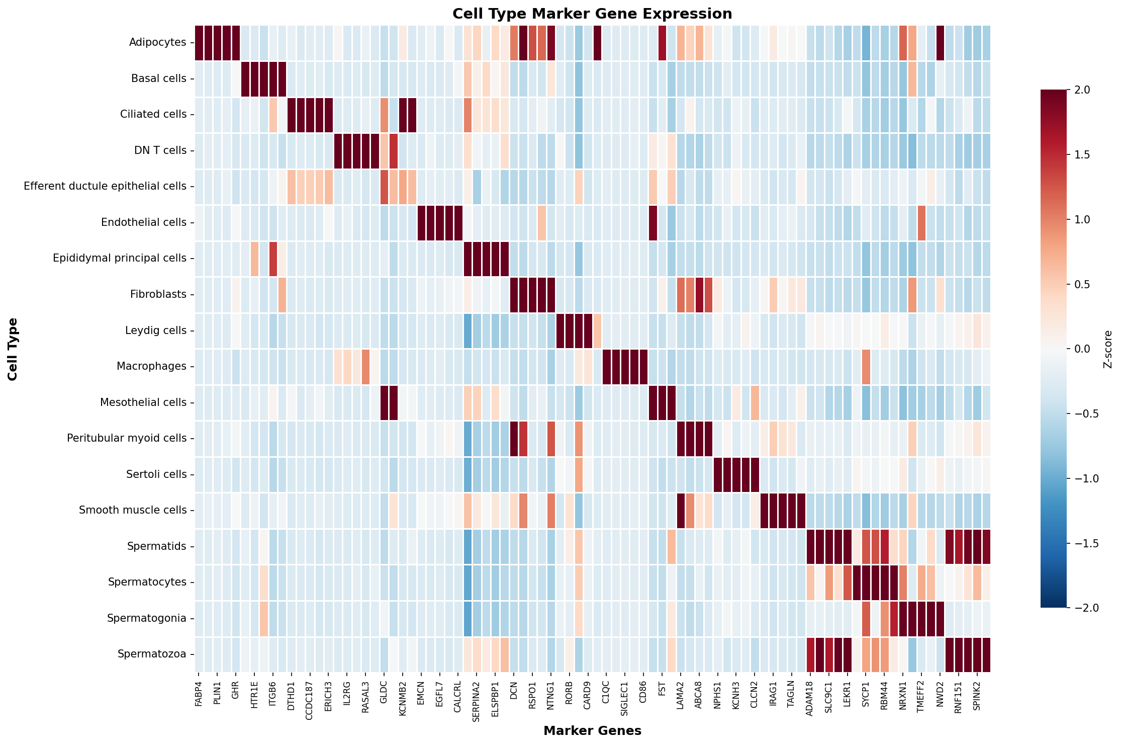 Marker Gene Heatmap