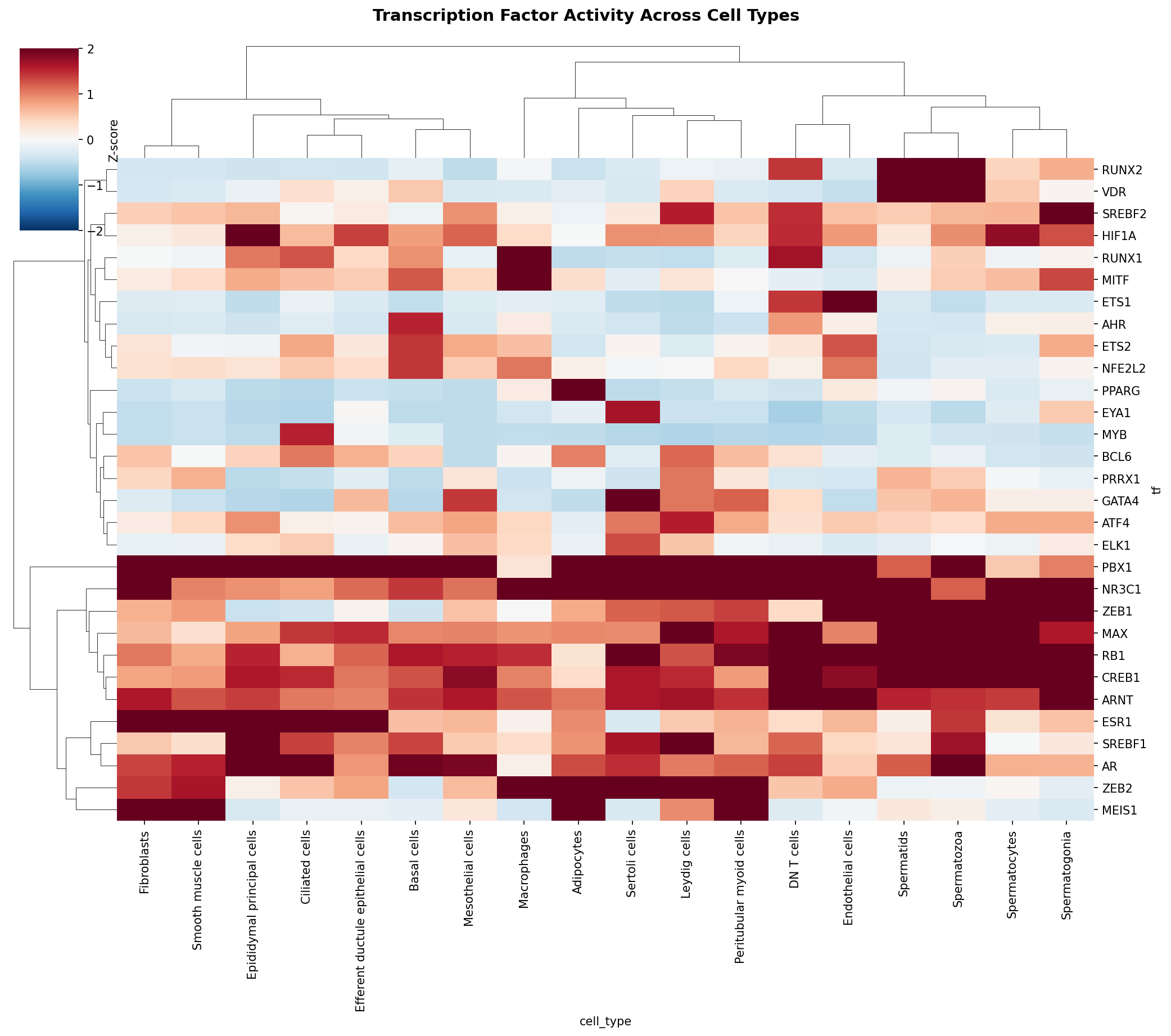 TF Activity Heatmap
