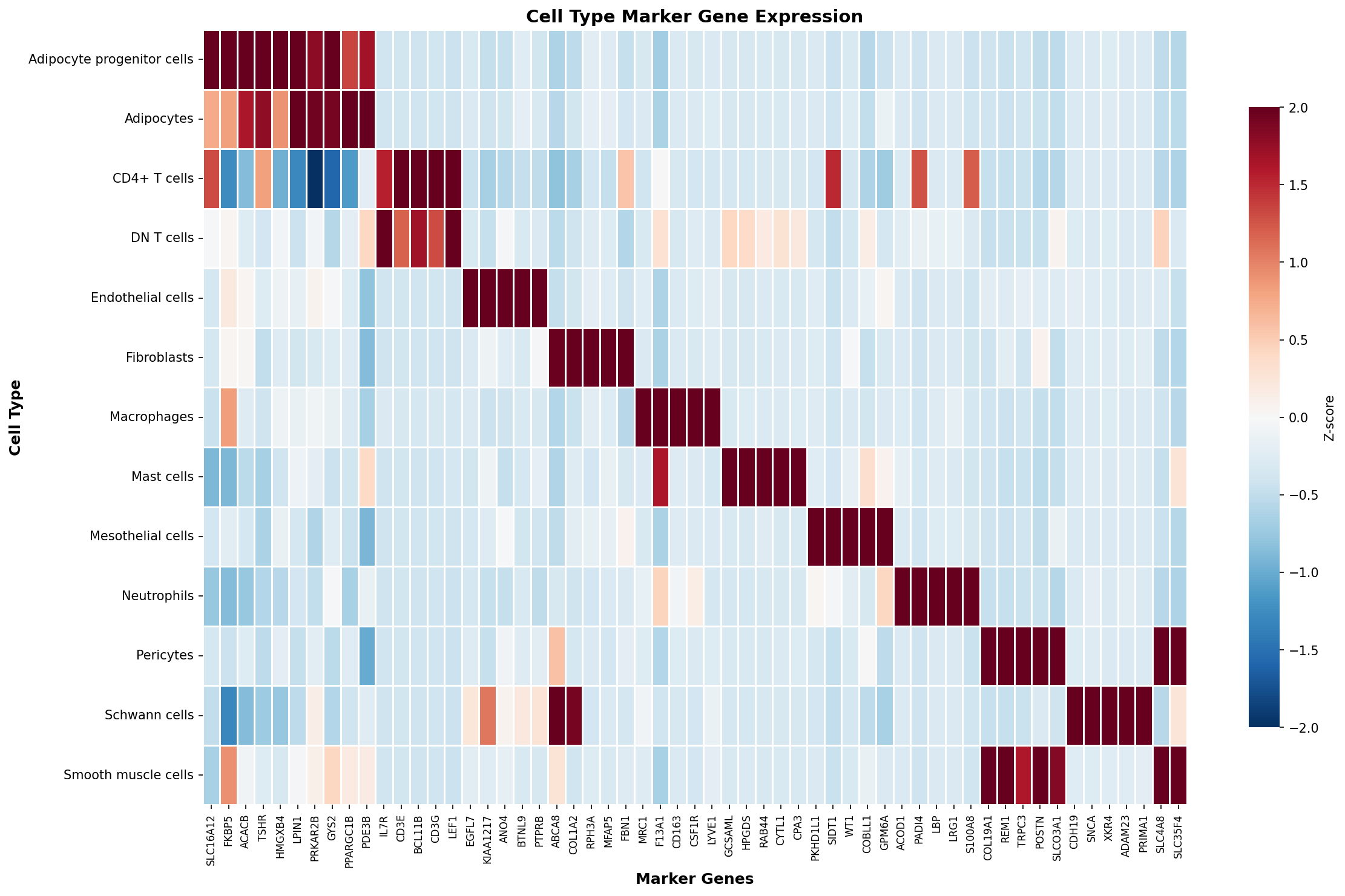 Marker Gene Heatmap