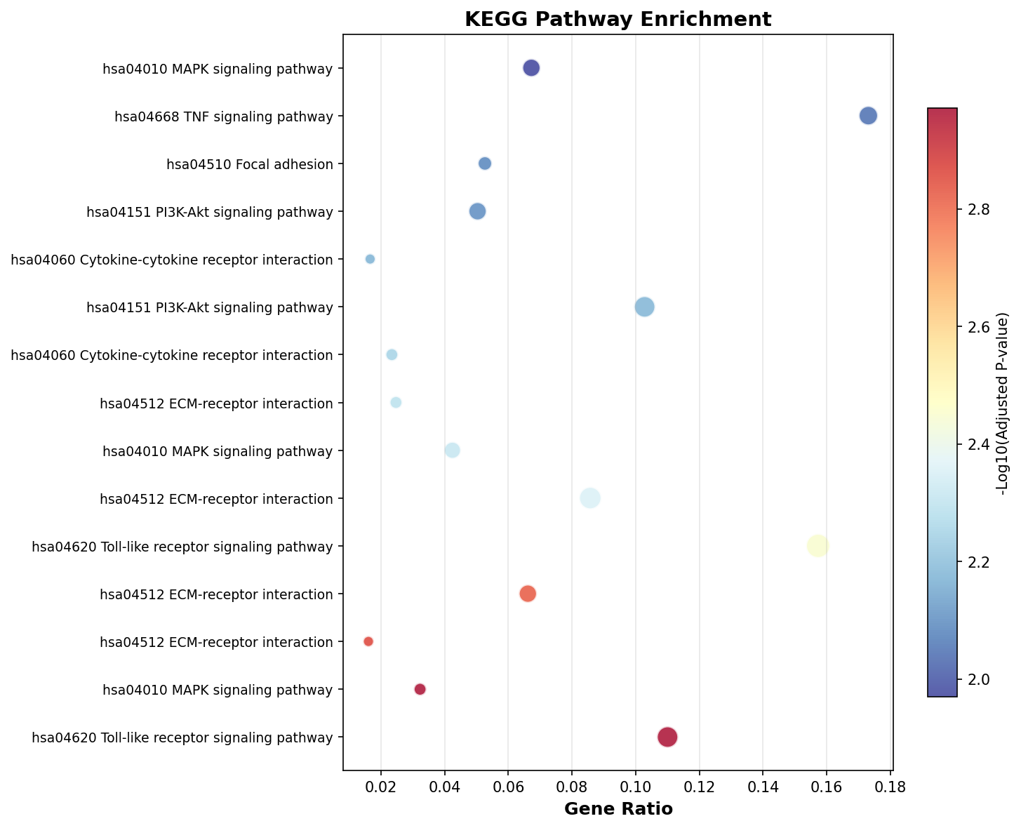 KEGG Enrichment