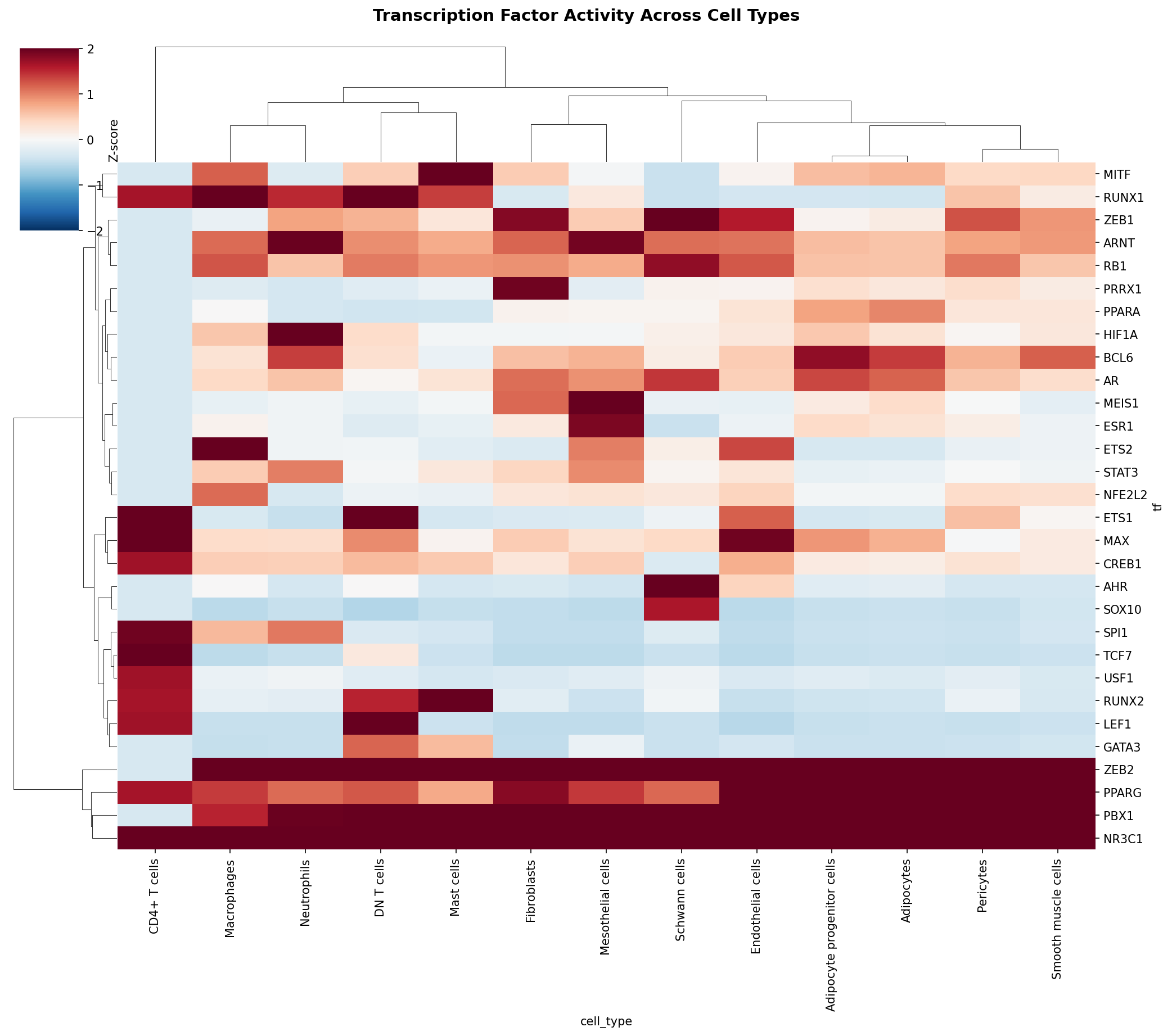 TF Activity Heatmap
