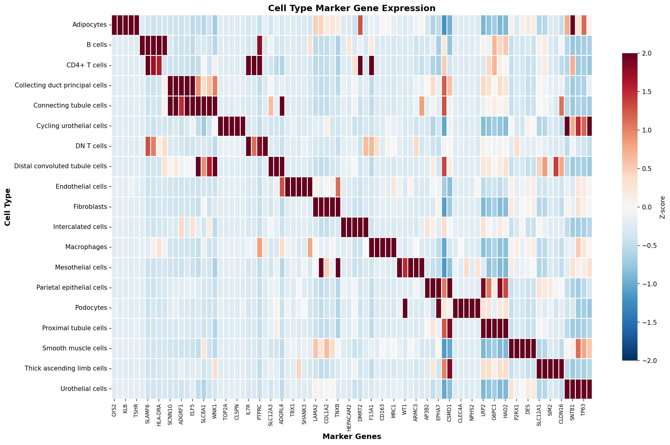 Marker Gene Heatmap