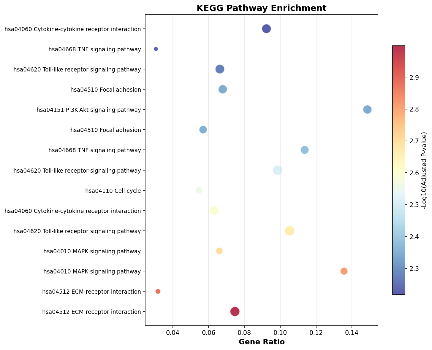 KEGG Enrichment