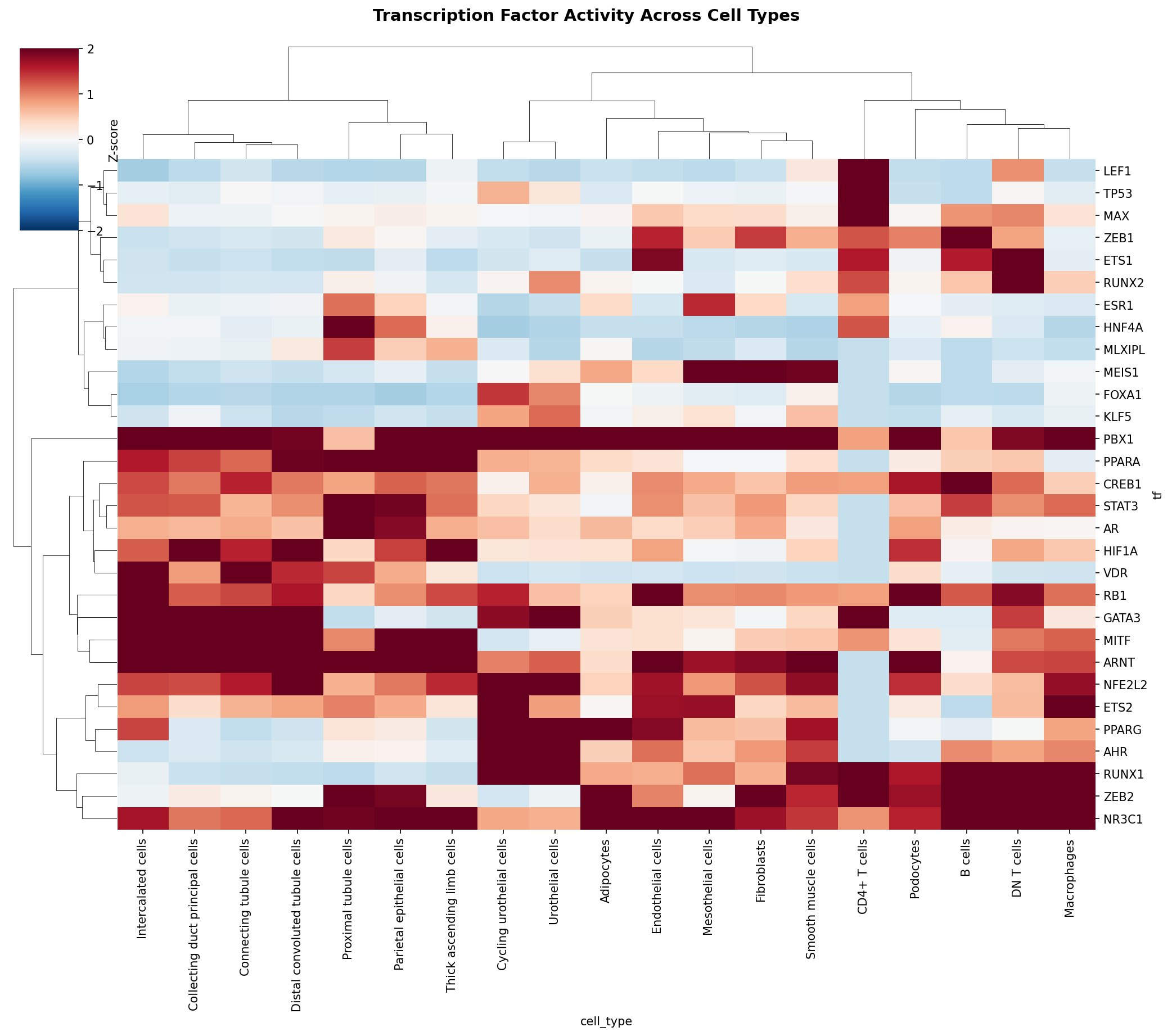 TF Activity Heatmap