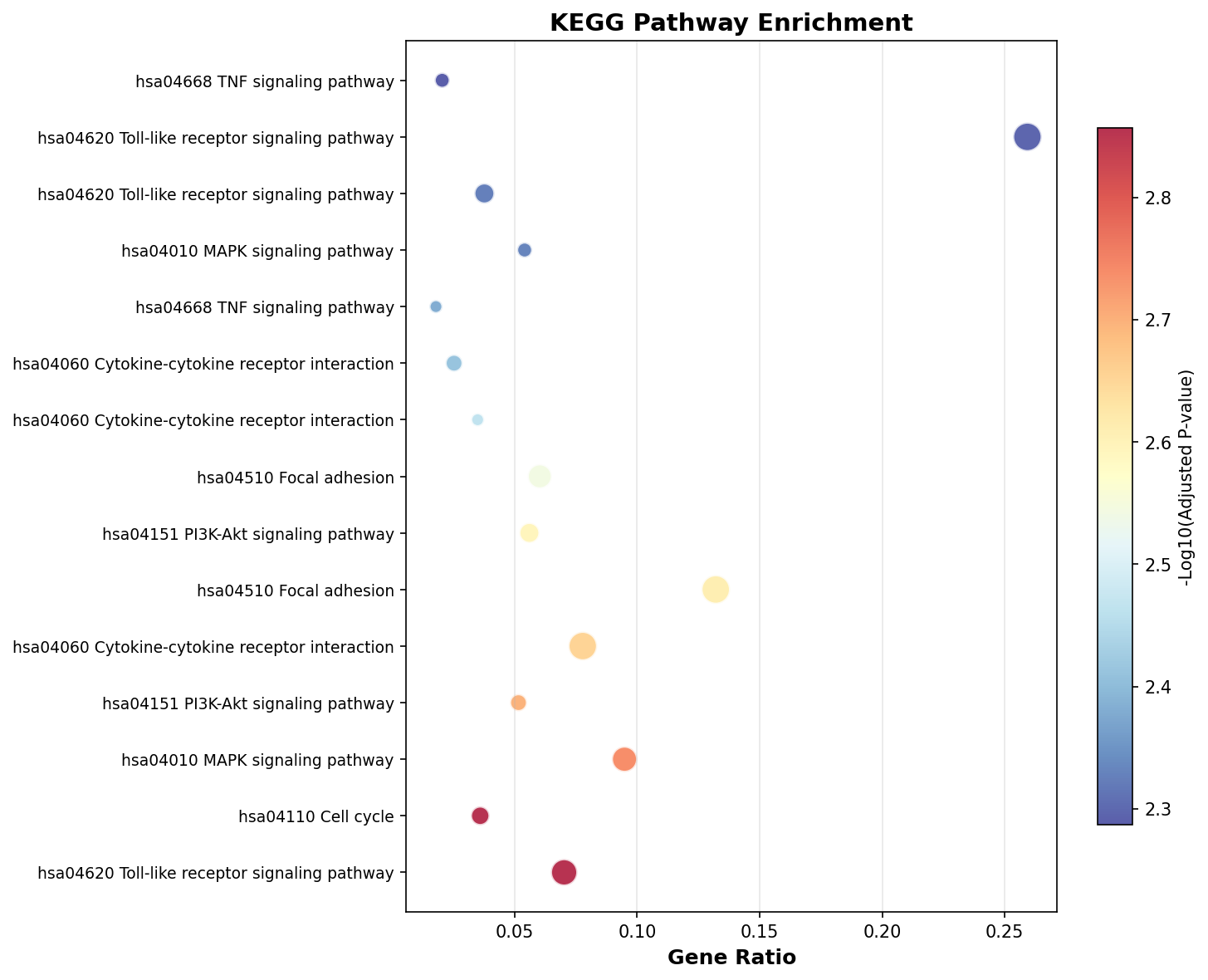 KEGG Enrichment