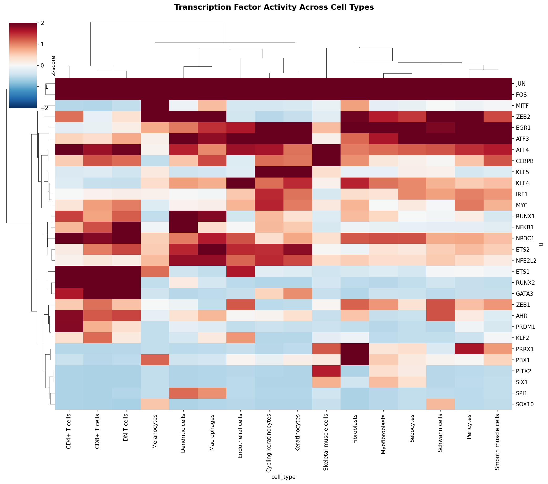 TF Activity Heatmap