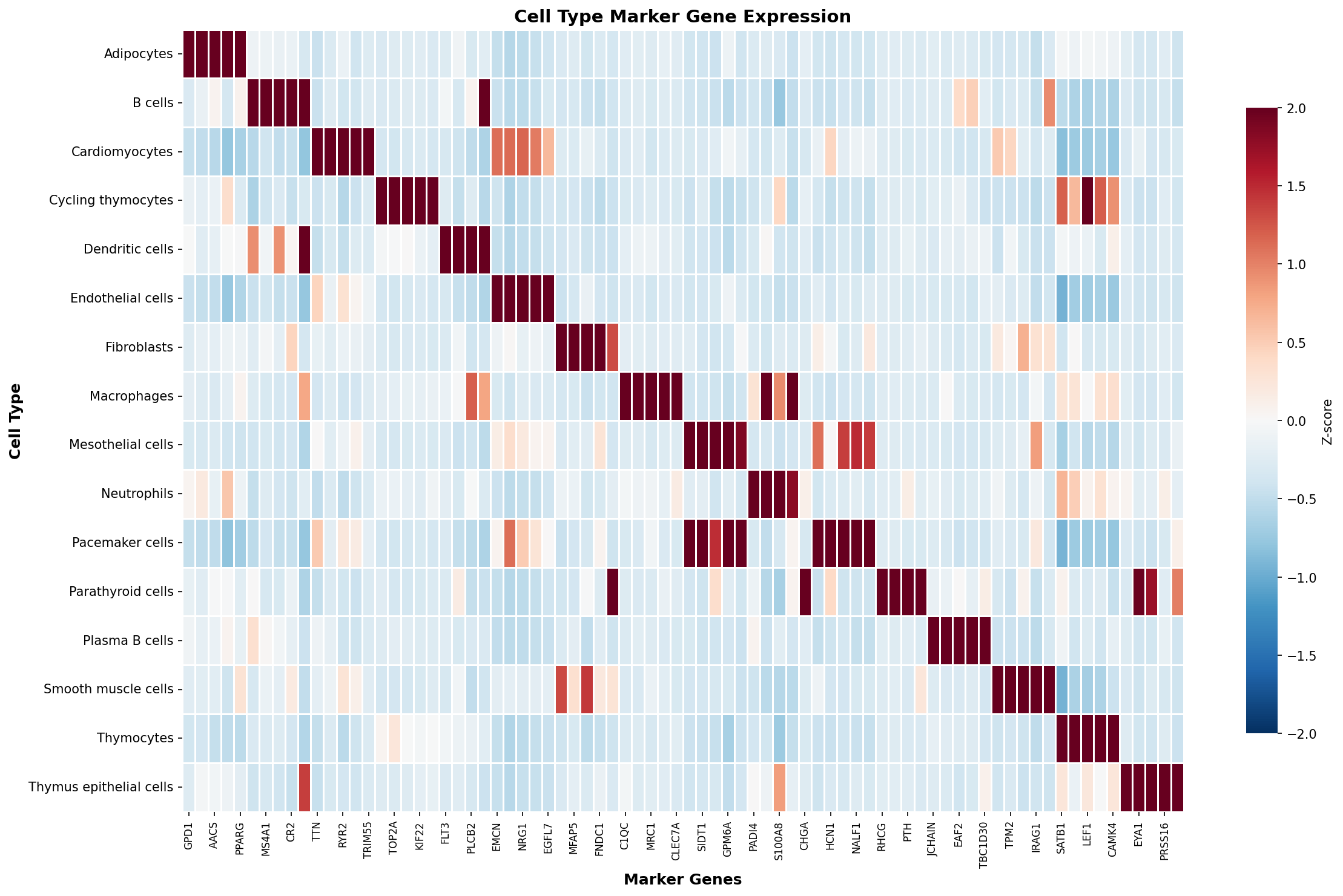 Marker Gene Heatmap
