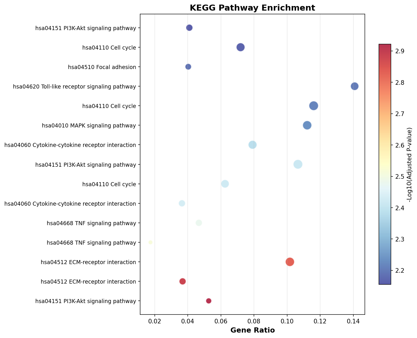 KEGG Enrichment