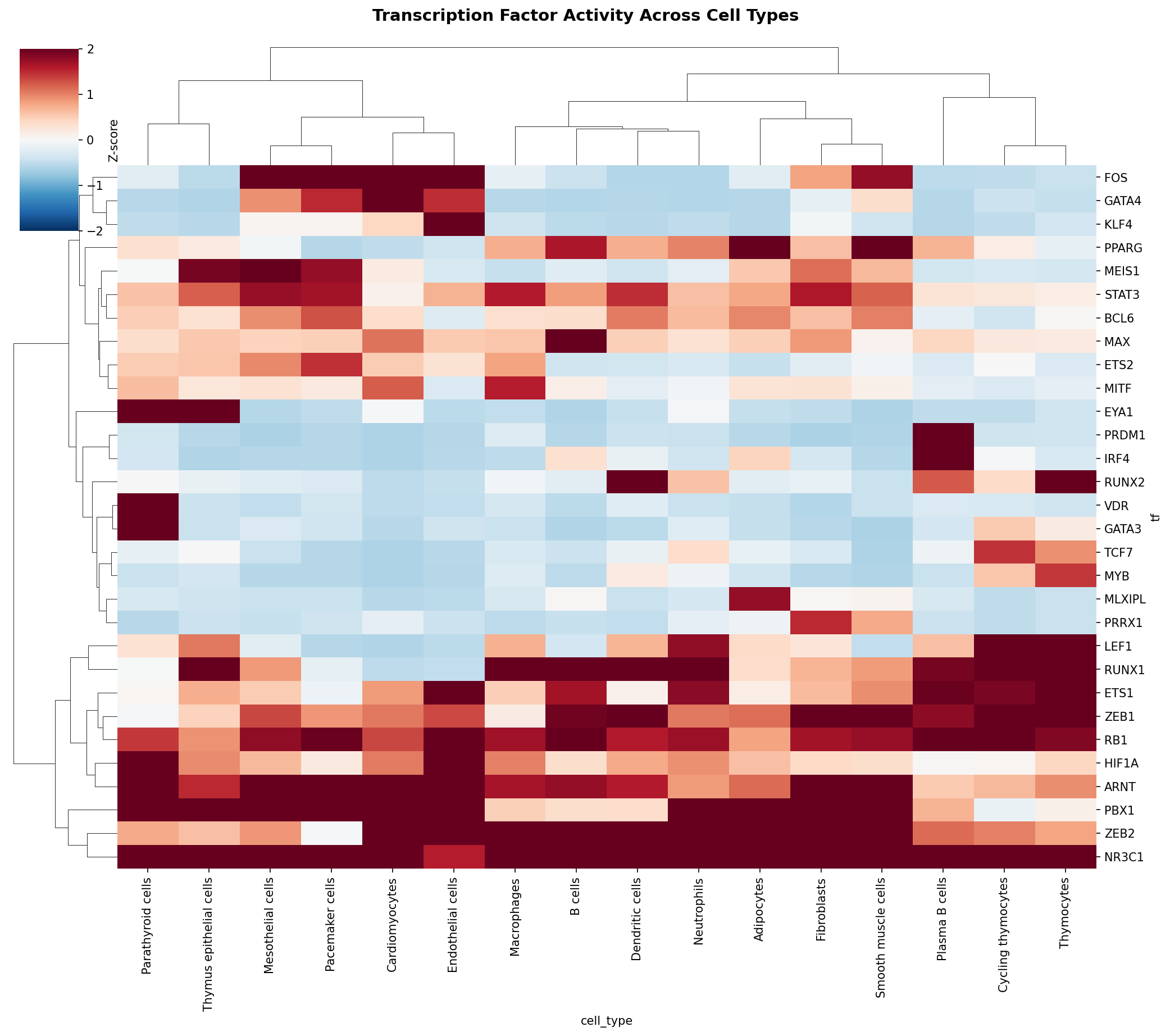TF Activity Heatmap