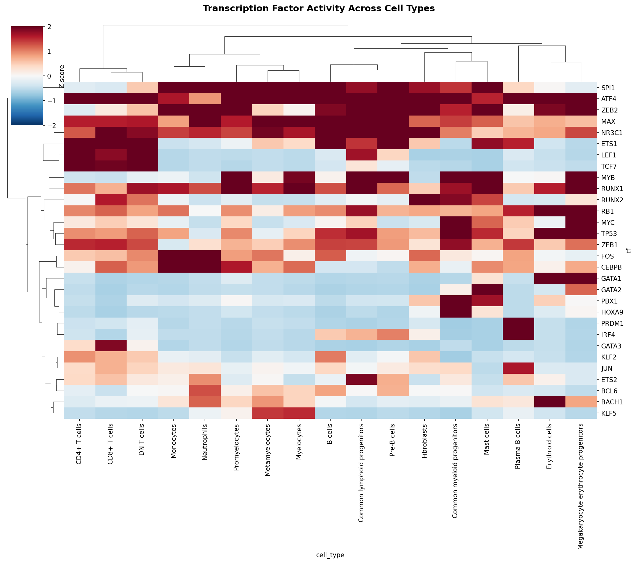 TF Activity Heatmap
