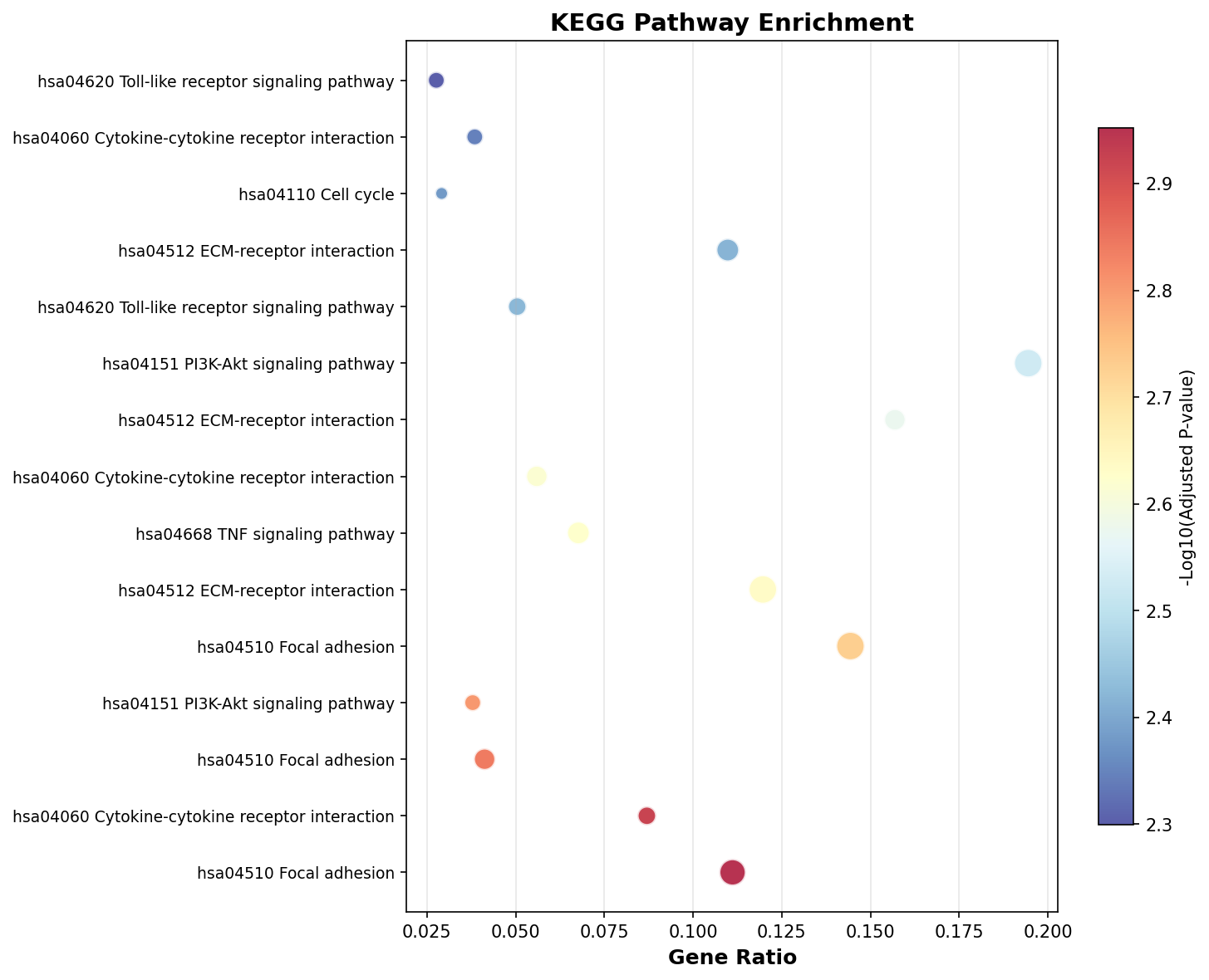 KEGG Enrichment