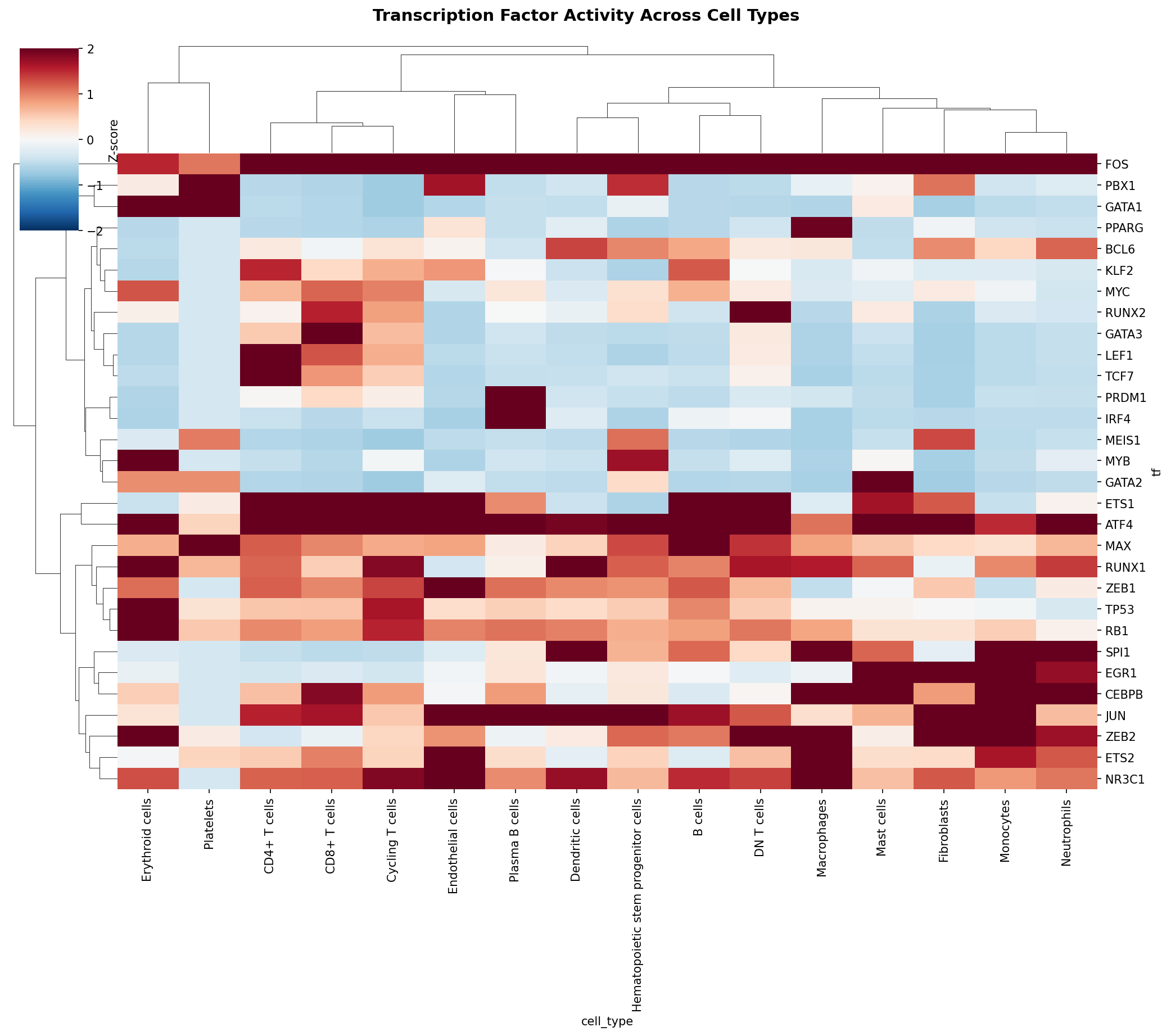 TF Activity Heatmap