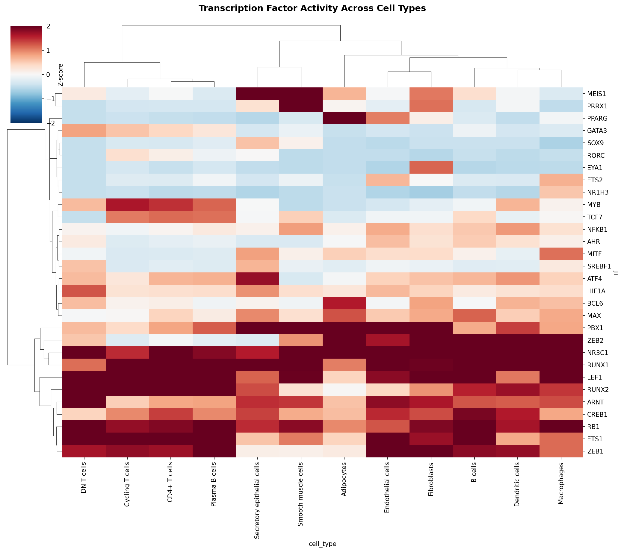TF Activity Heatmap