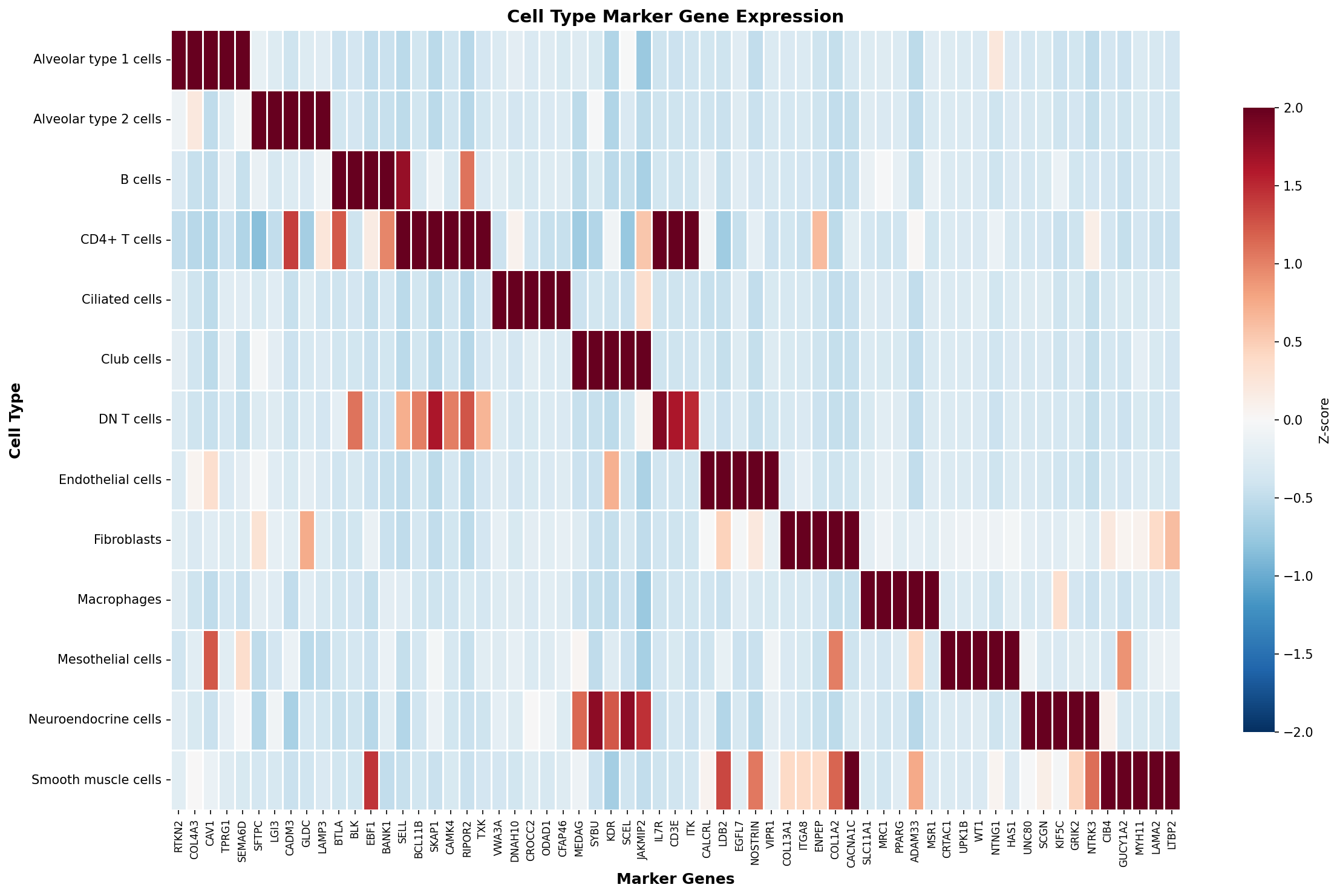 Marker Gene Heatmap