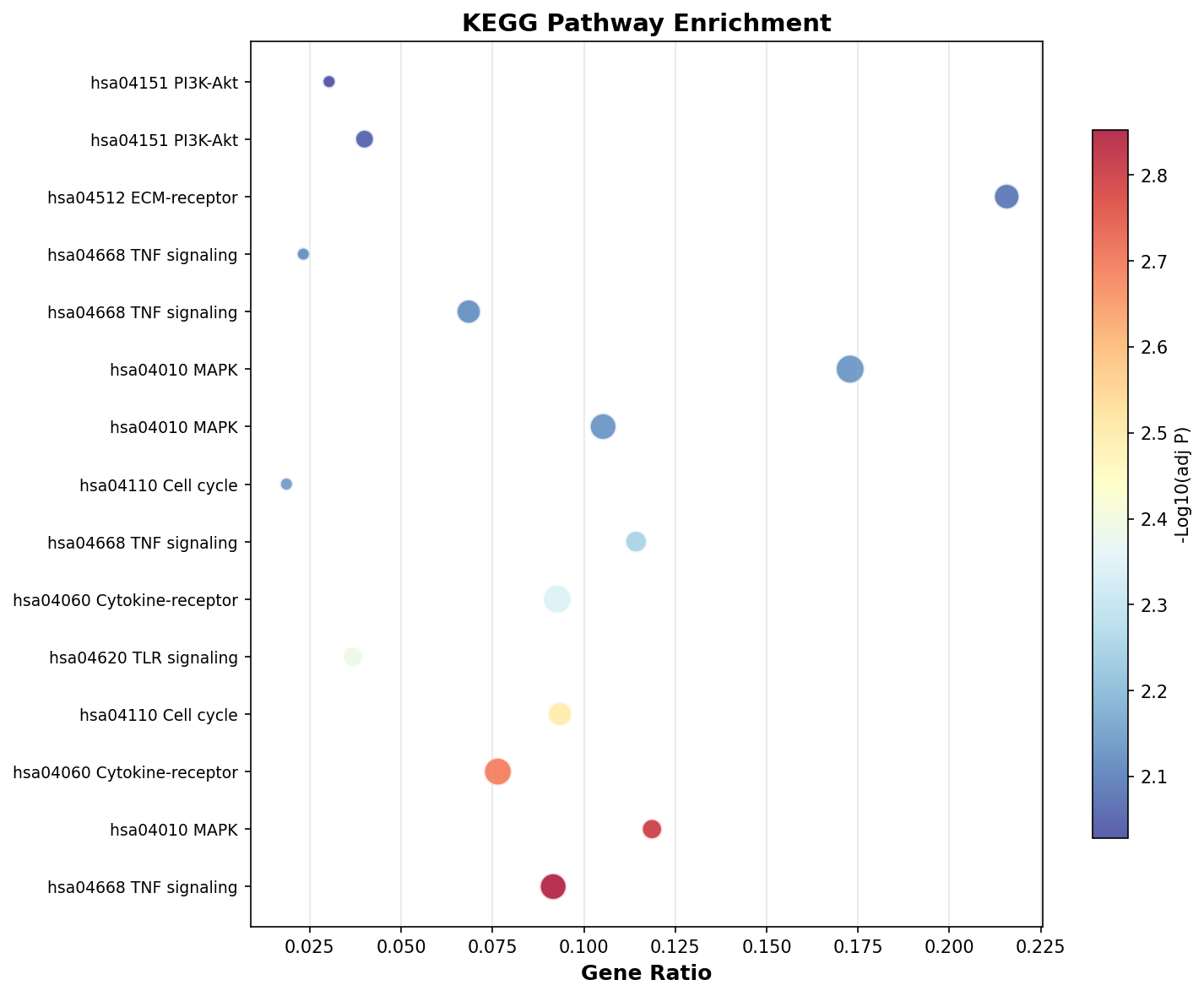 KEGG Enrichment