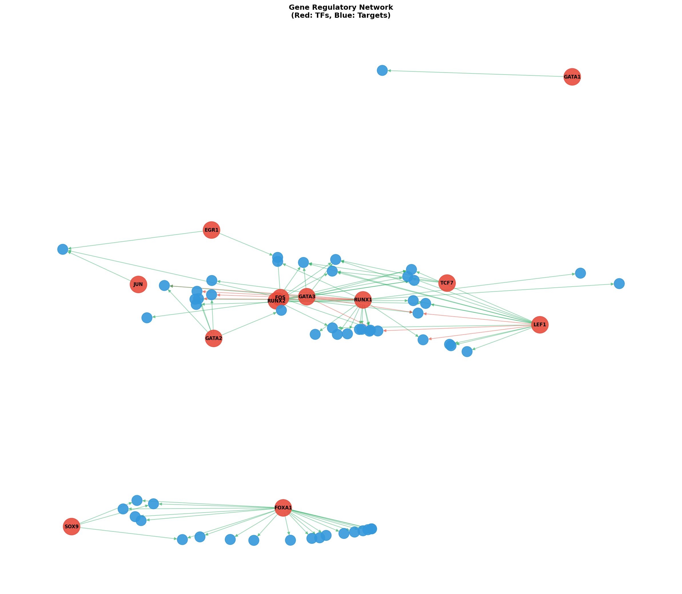 Gene Regulatory Network
