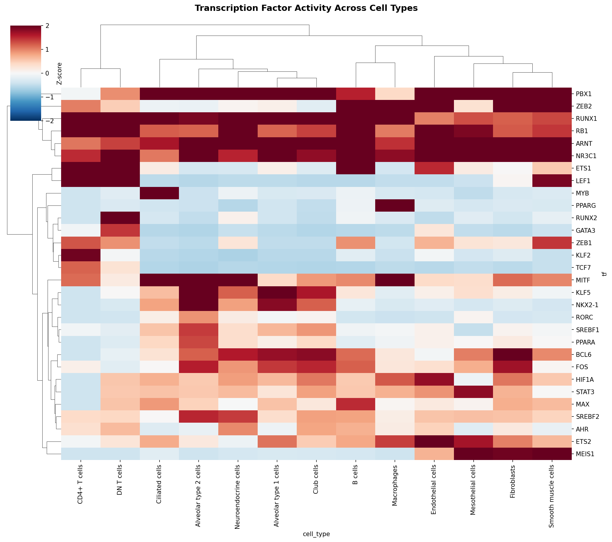 TF Activity Heatmap