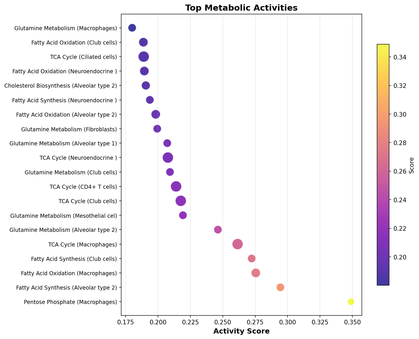 Top Metabolic Activities