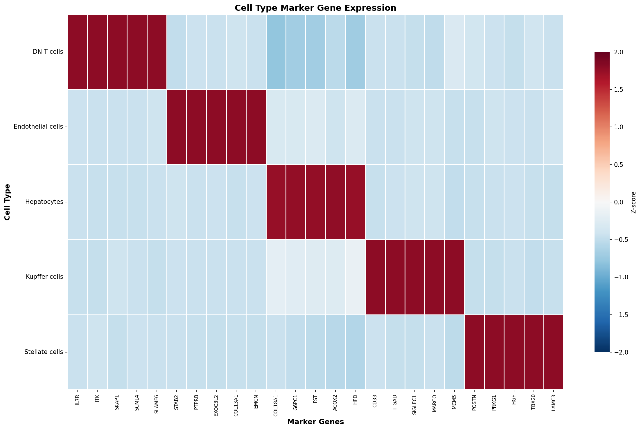 Marker Gene Heatmap