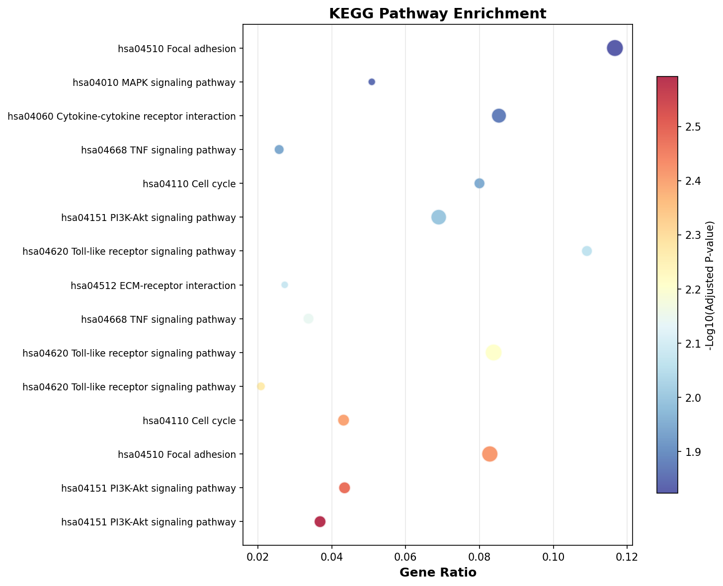 KEGG Enrichment