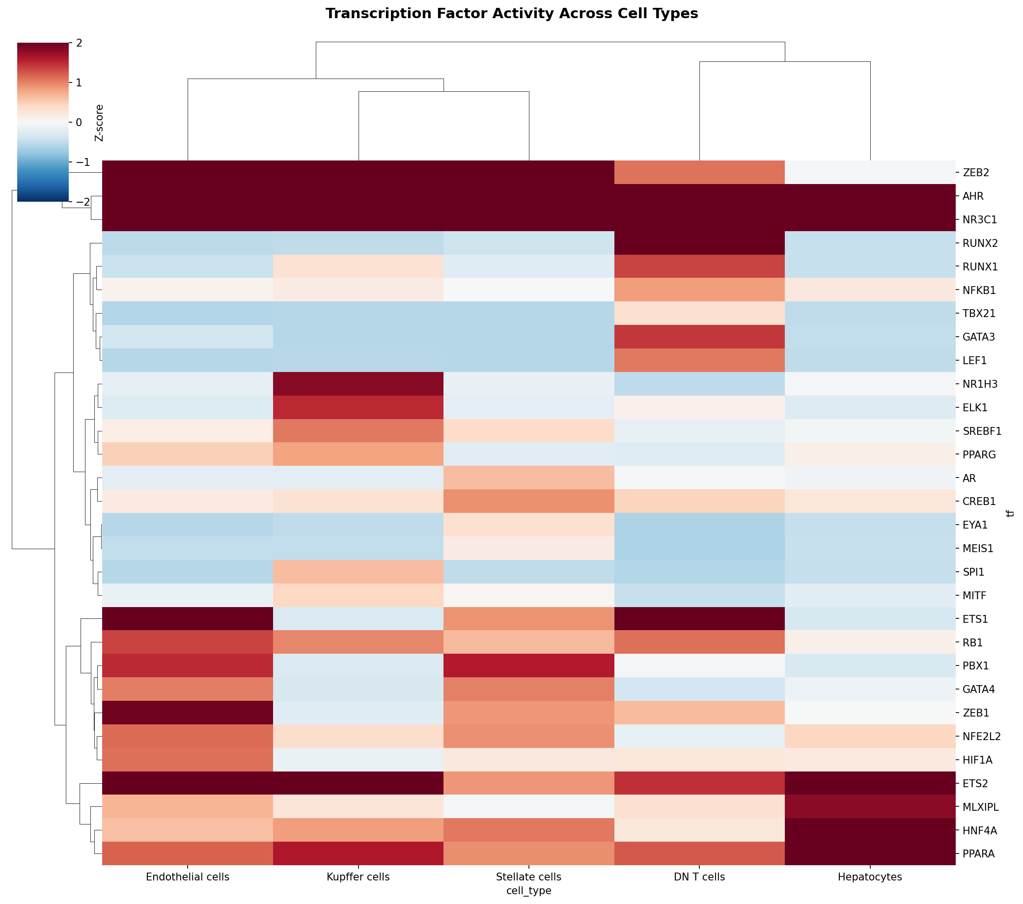 TF Activity Heatmap