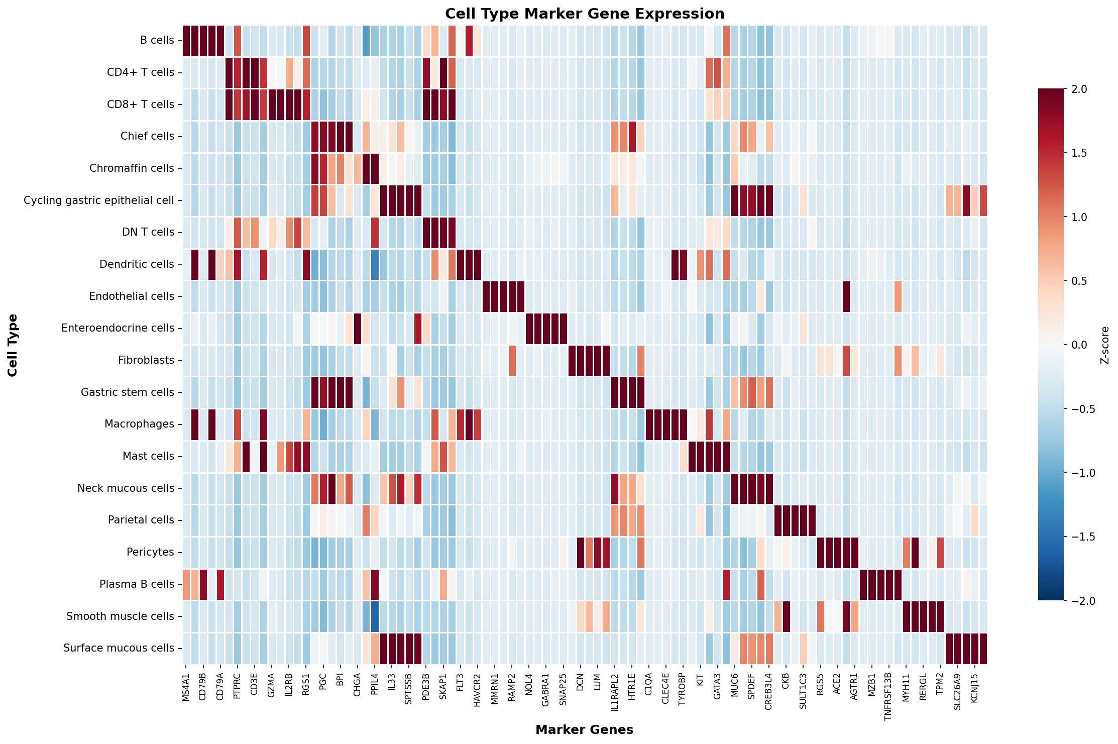 Marker Gene Heatmap
