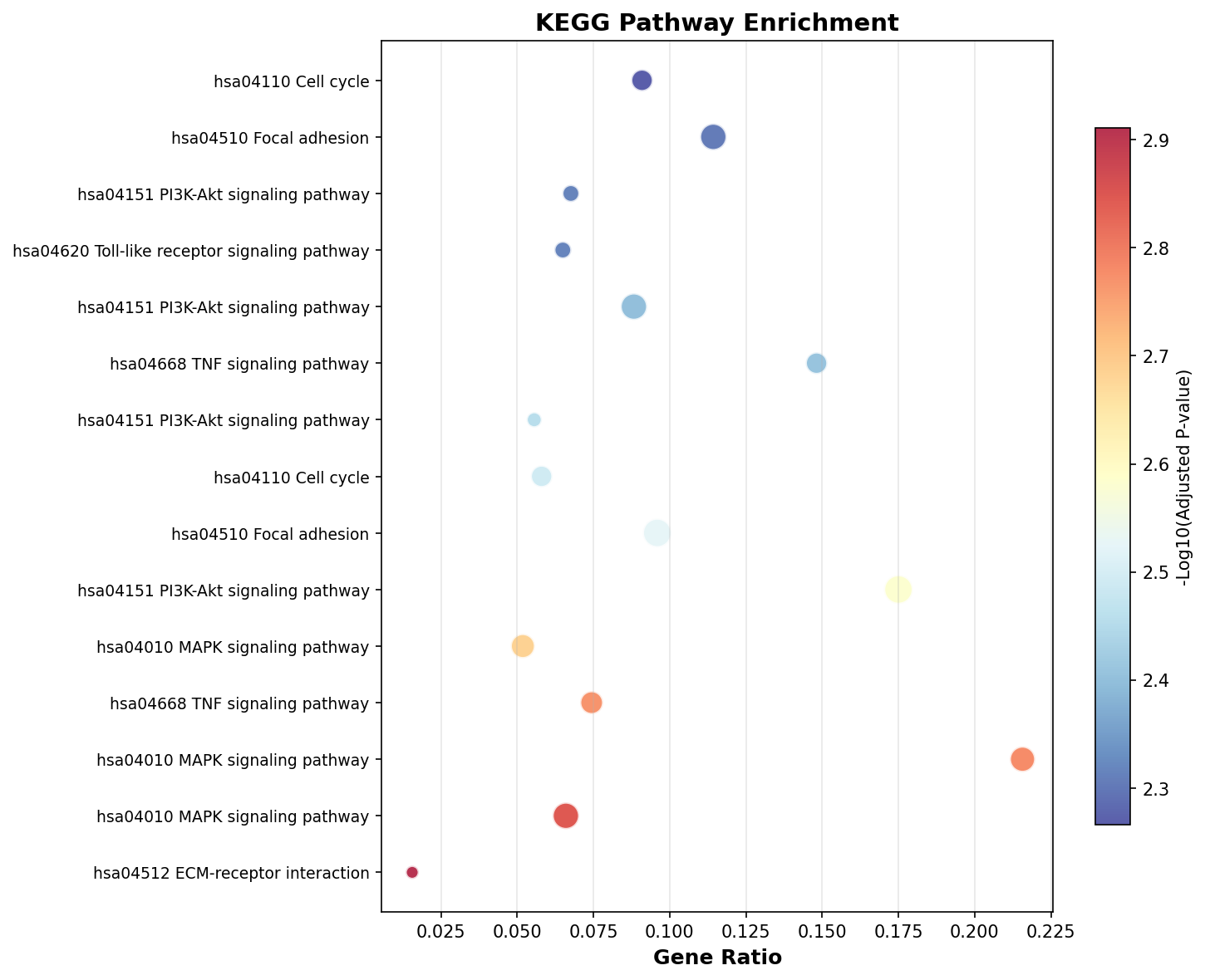 KEGG Enrichment