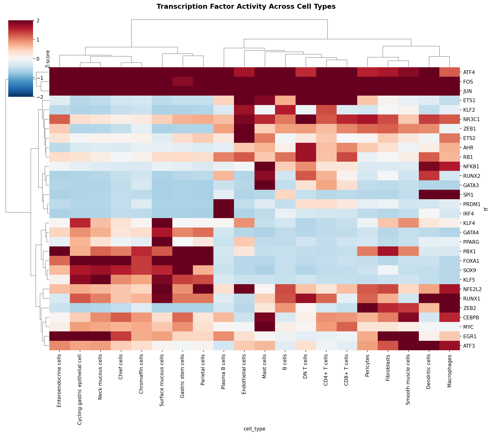 TF Activity Heatmap