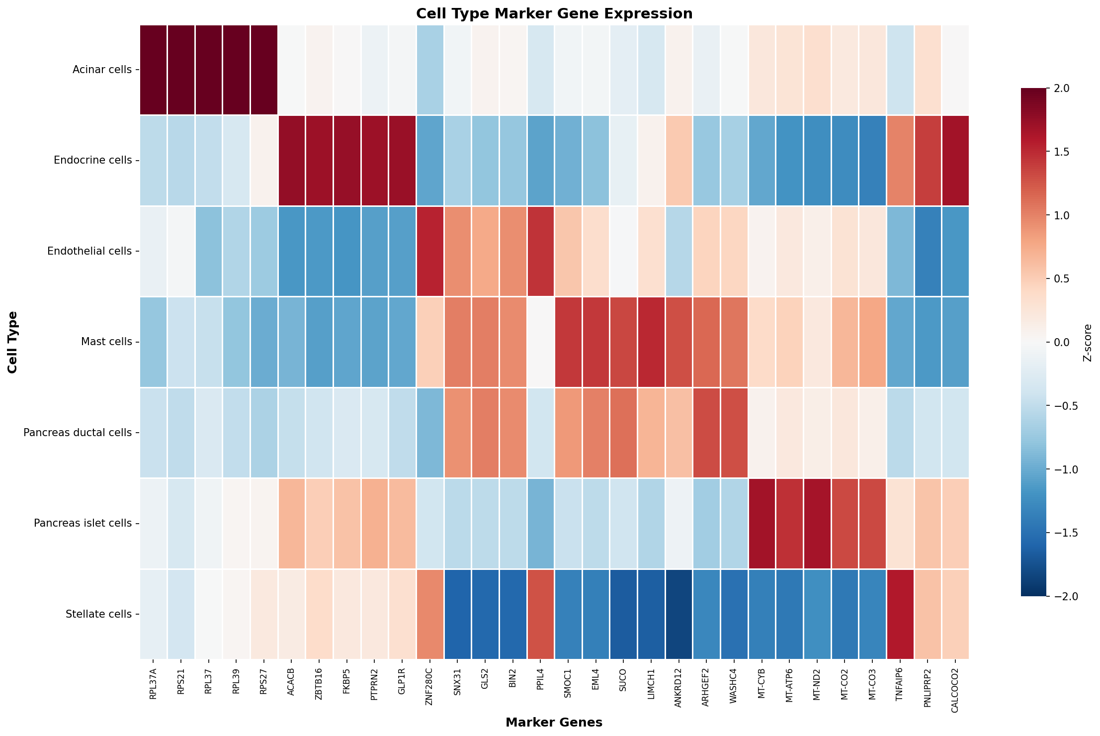 Marker Gene Heatmap
