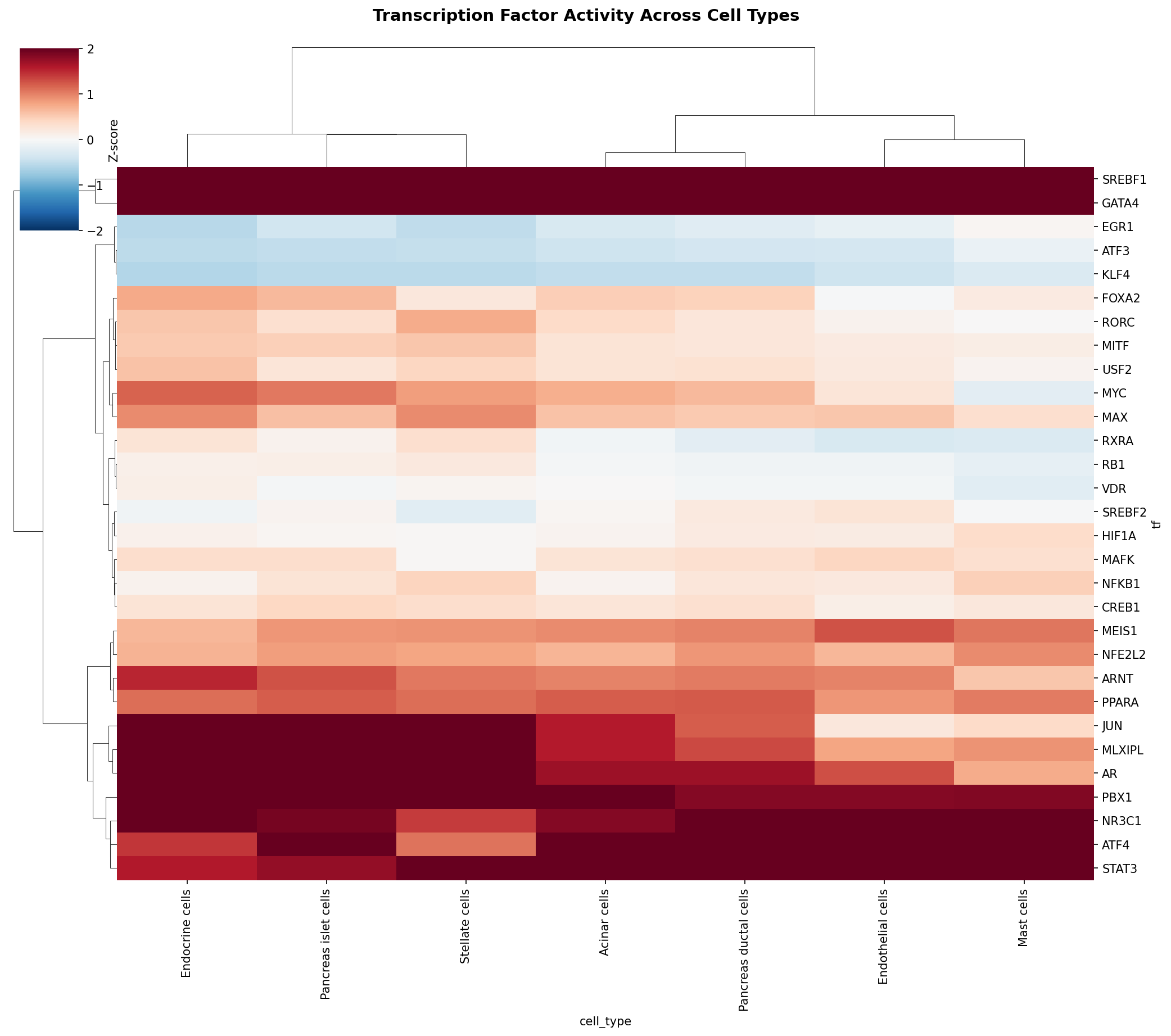 TF Activity Heatmap