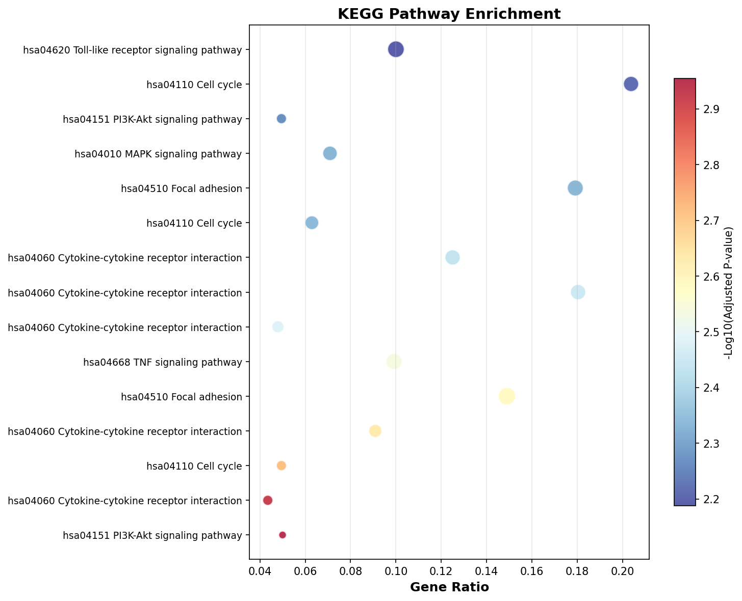 KEGG Enrichment