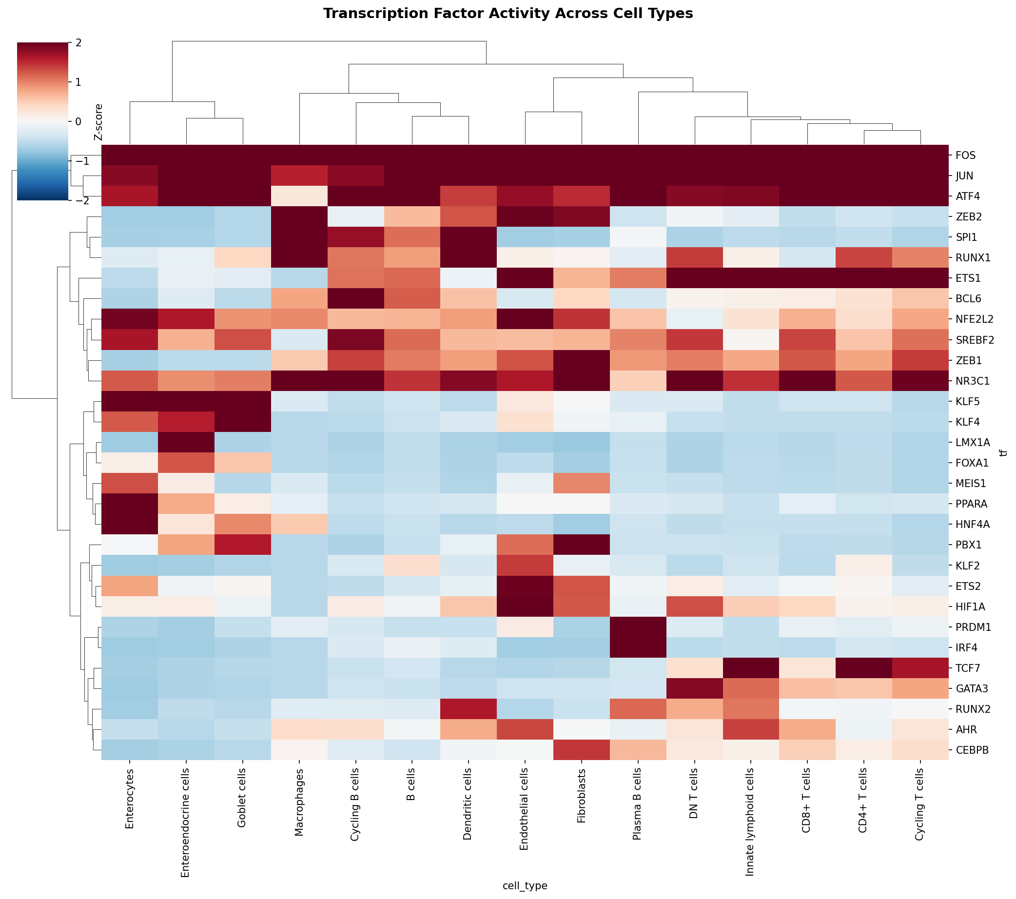 TF Activity Heatmap