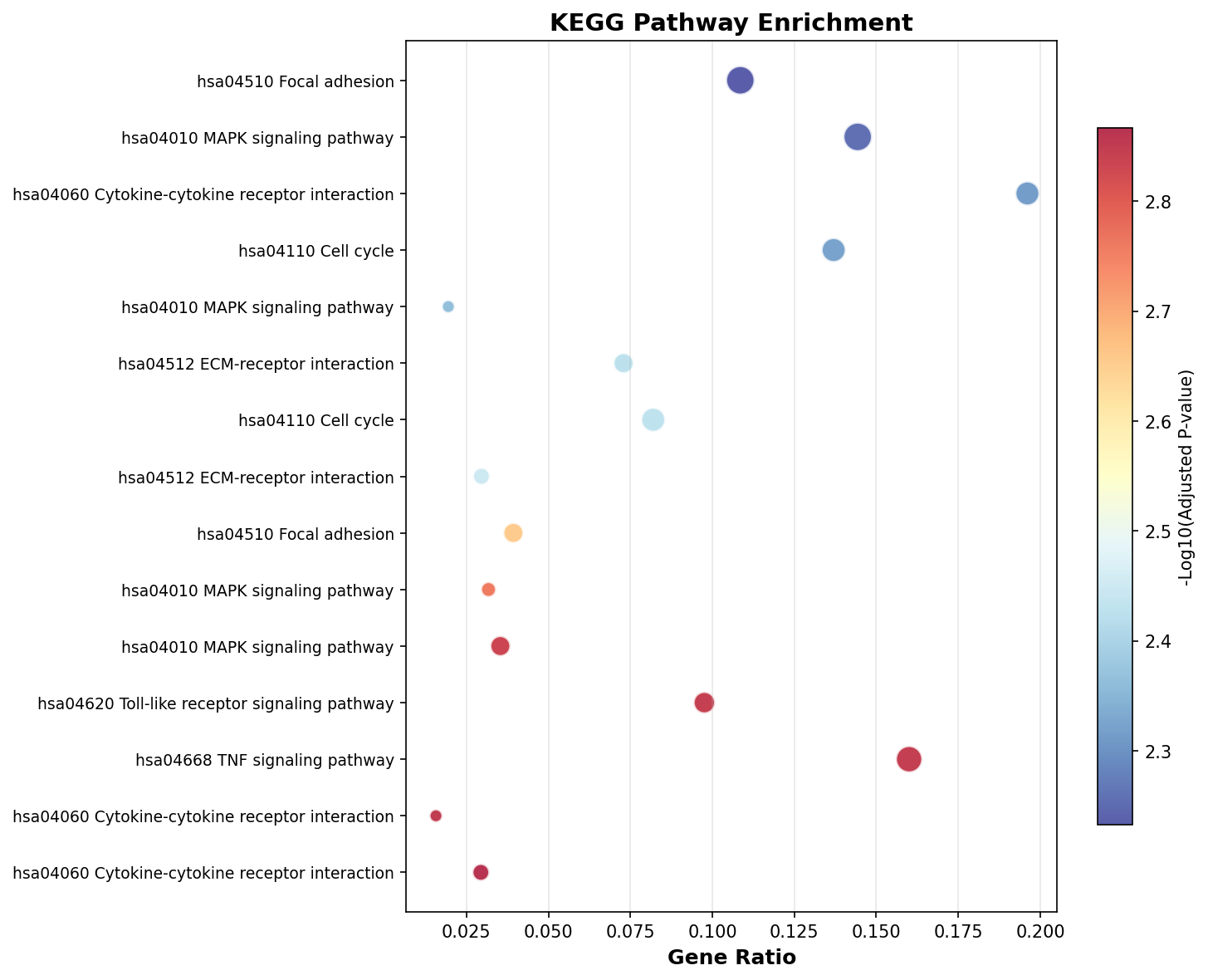 KEGG Enrichment