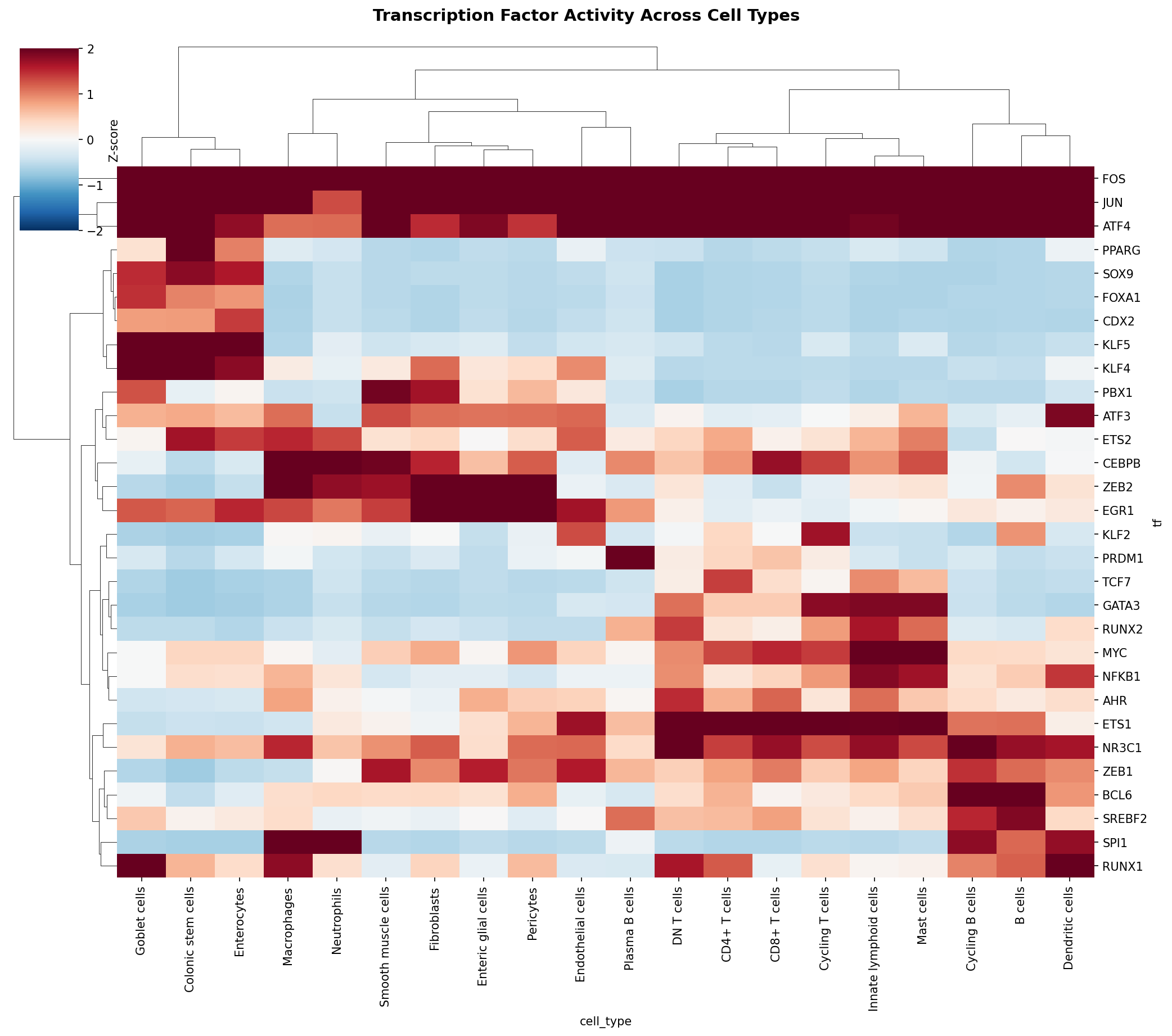 TF Activity Heatmap