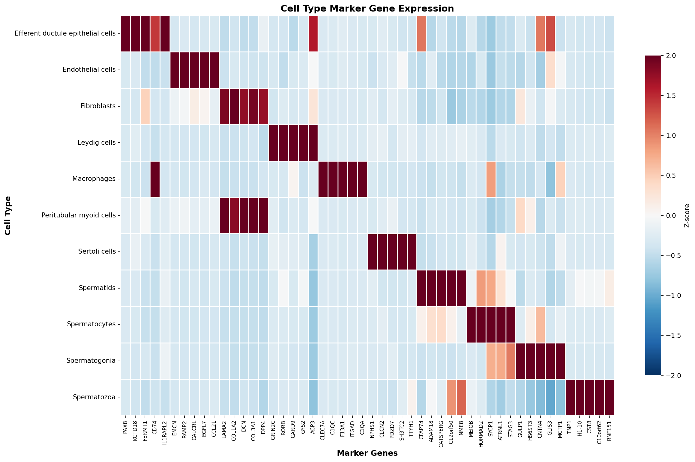 Marker Gene Heatmap