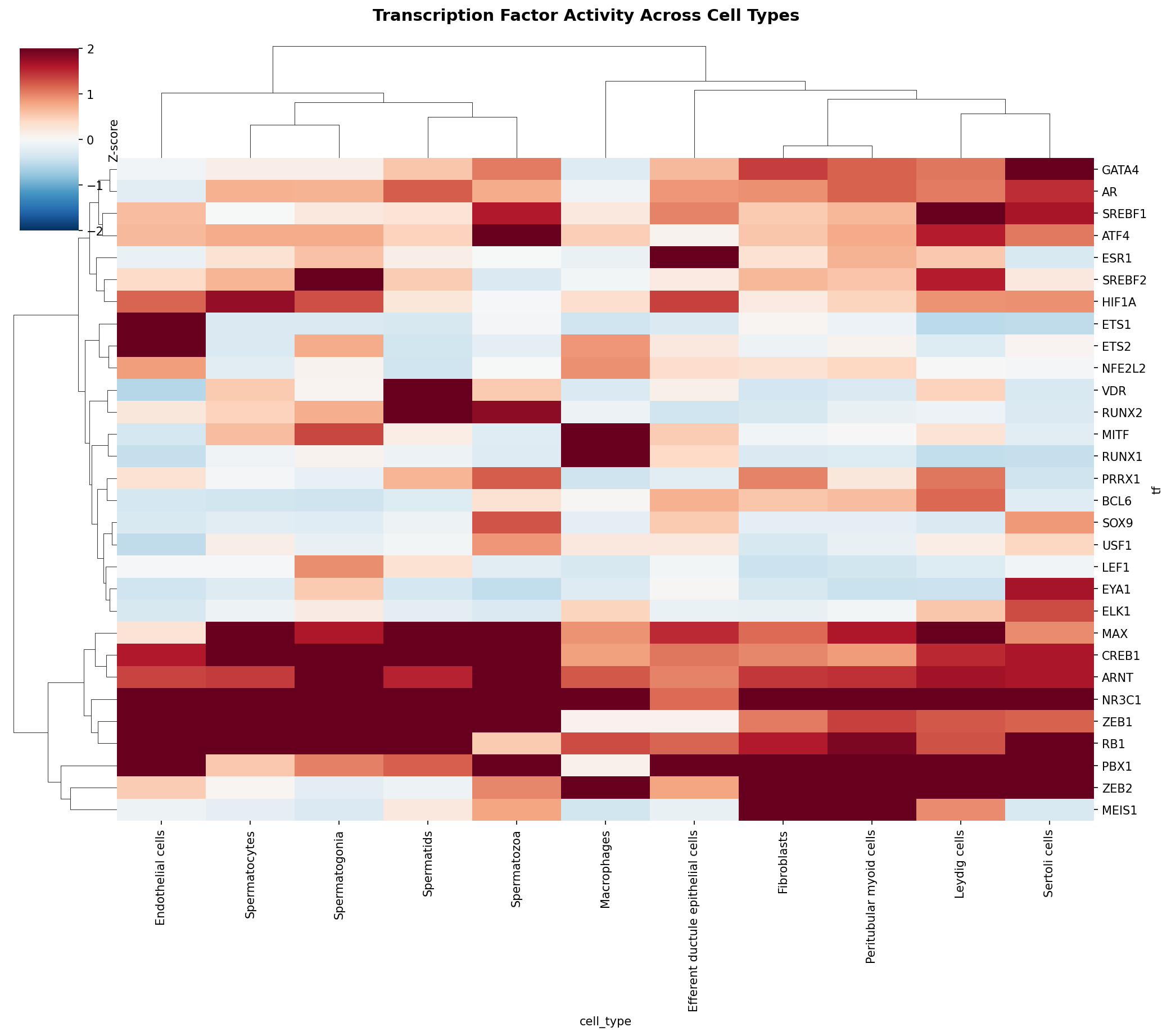 TF Activity Heatmap
