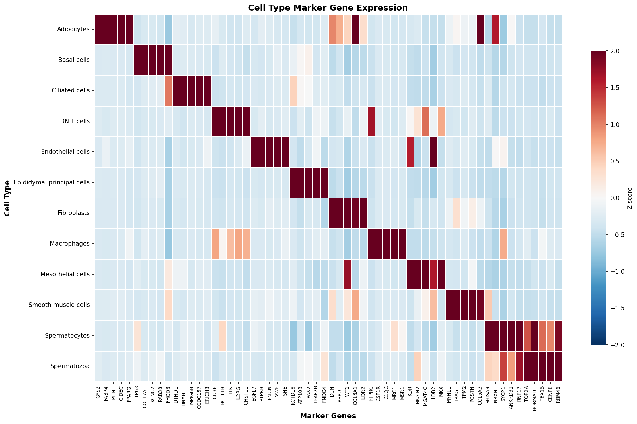 Marker Gene Heatmap