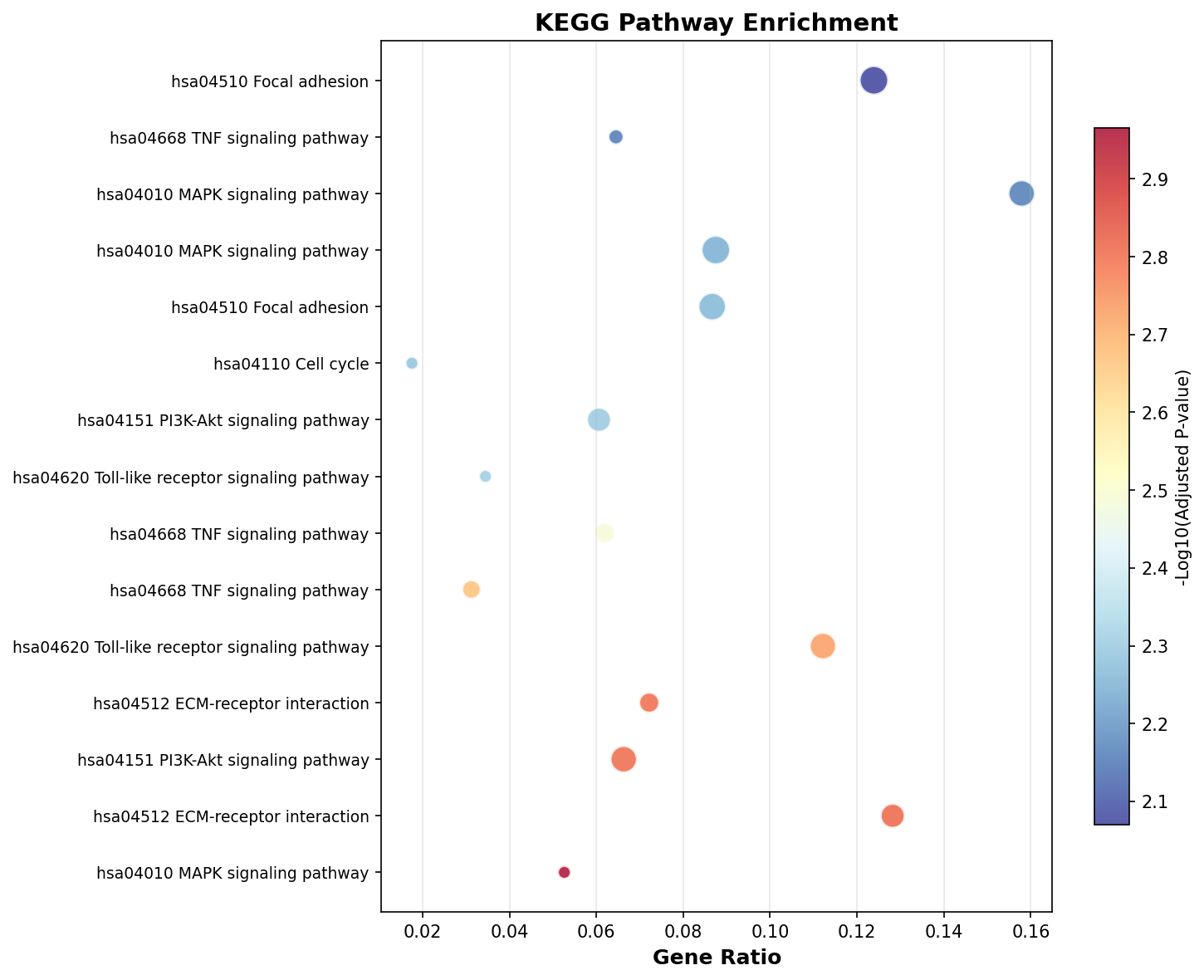 KEGG Enrichment